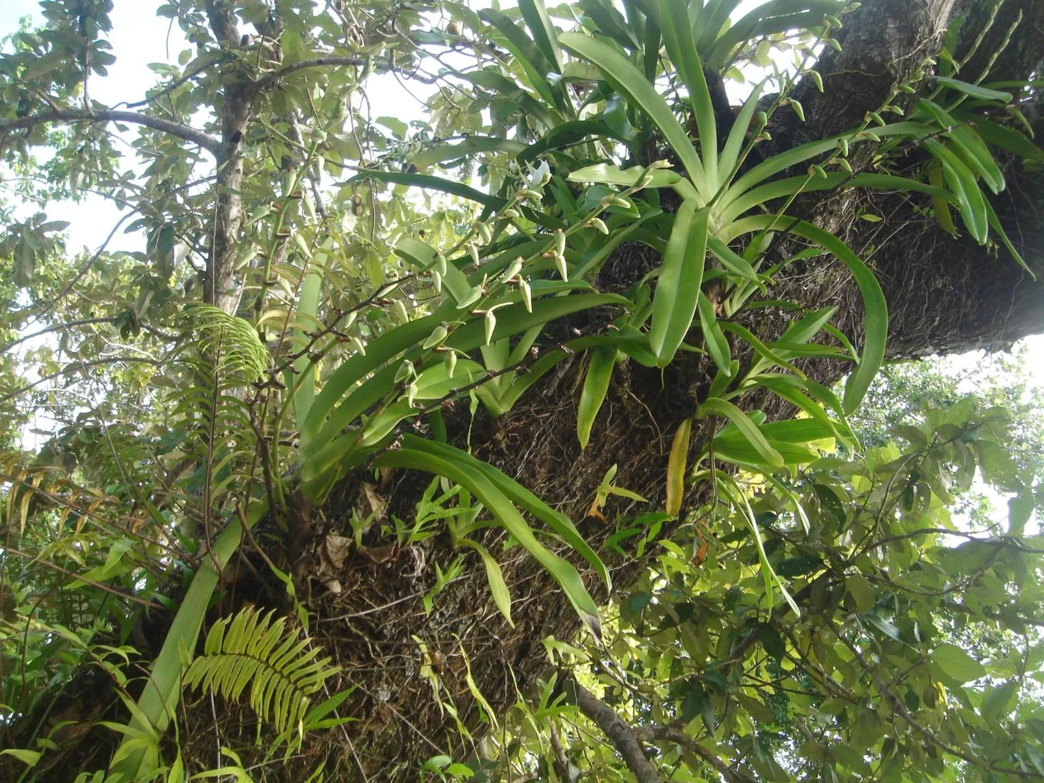 Summer in Aurora Lodge