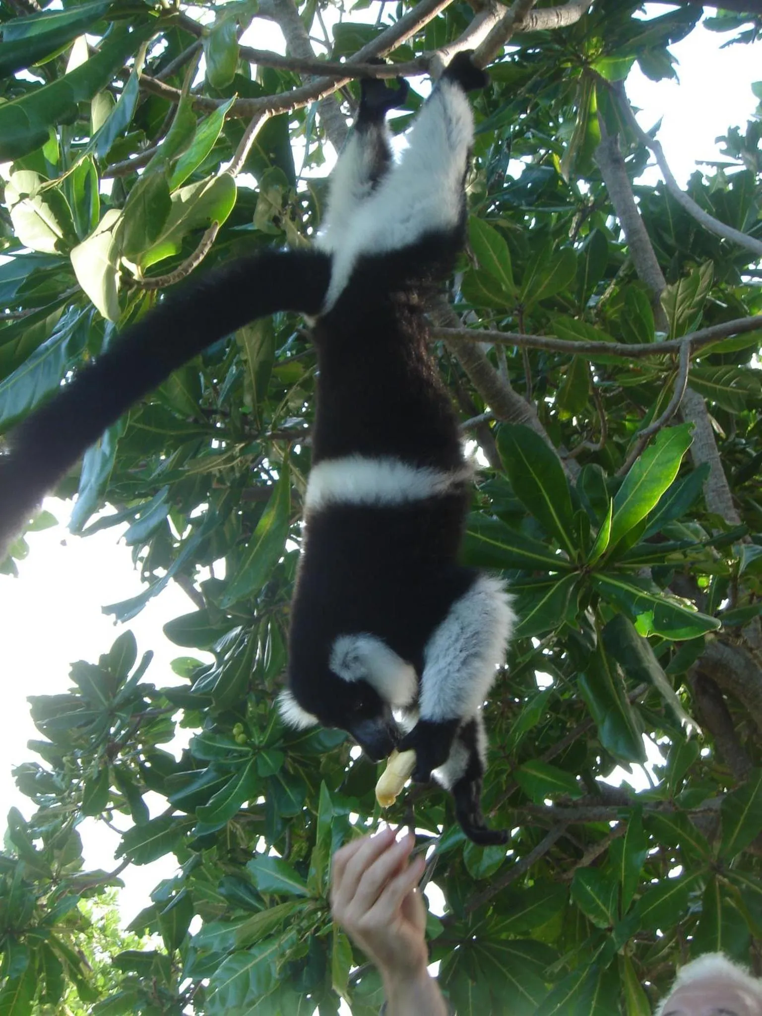 Animals in Aurora Lodge