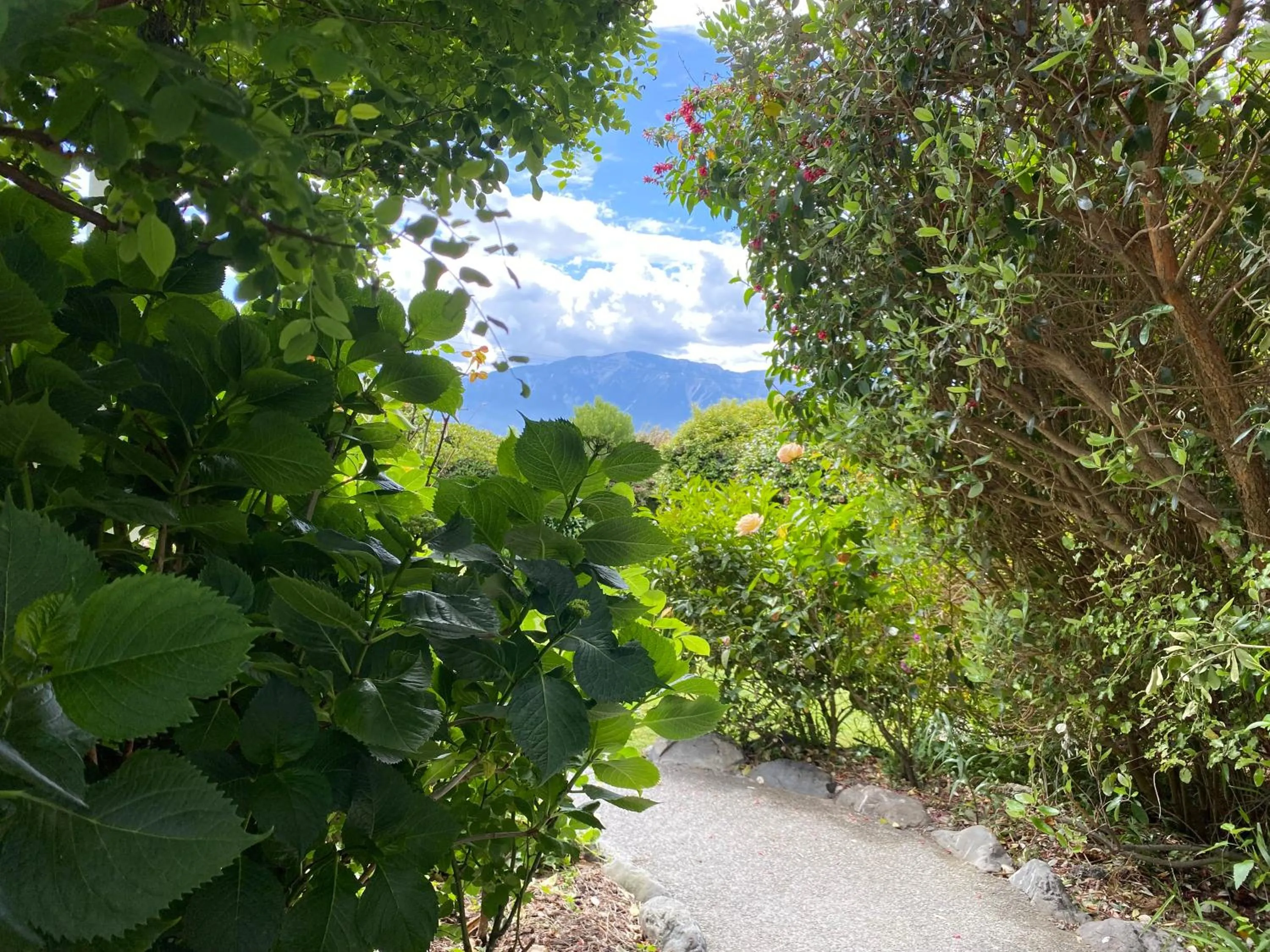 Garden in Nikau Lodge