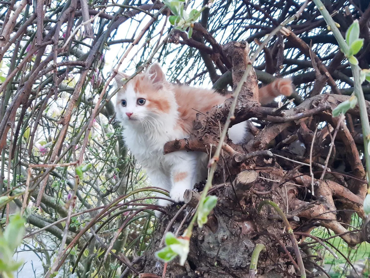 Pets in Inveraray Farm