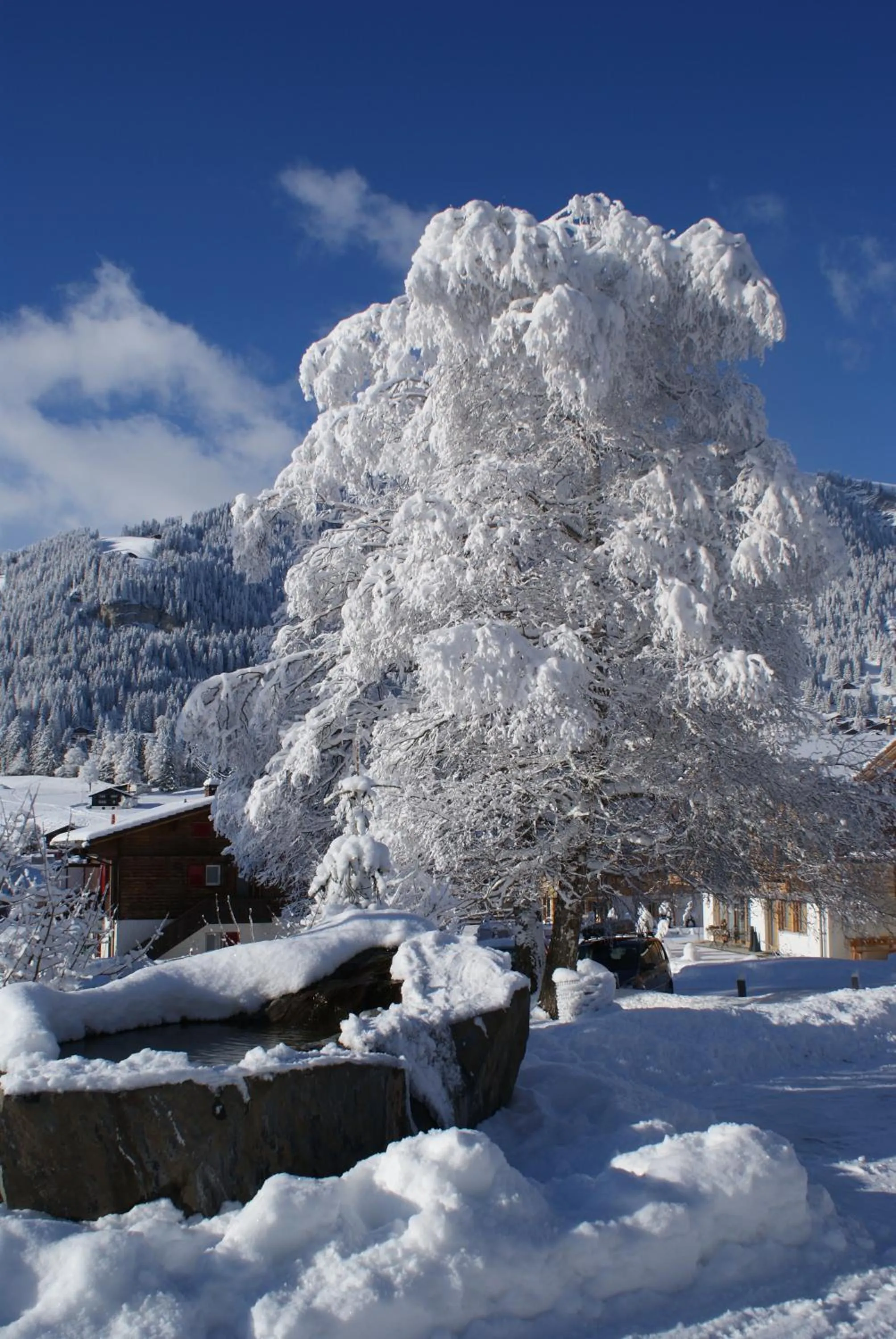 Winter in Ferien- und Familienhotel Alpina Adelboden