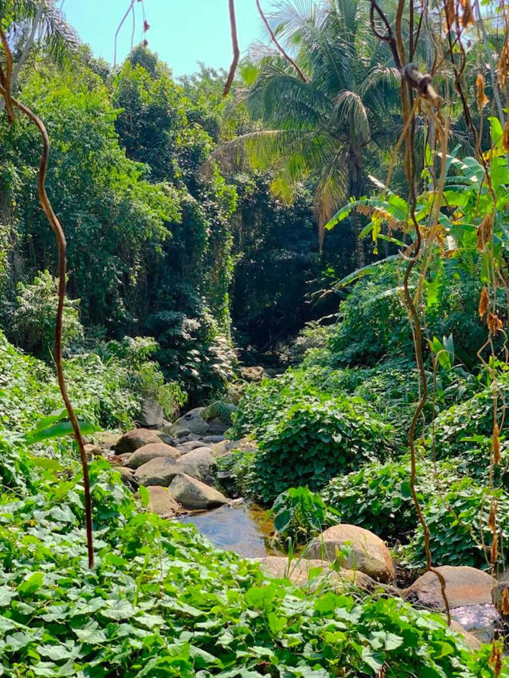 River view in Smart Hotel Reserva Ilhabela