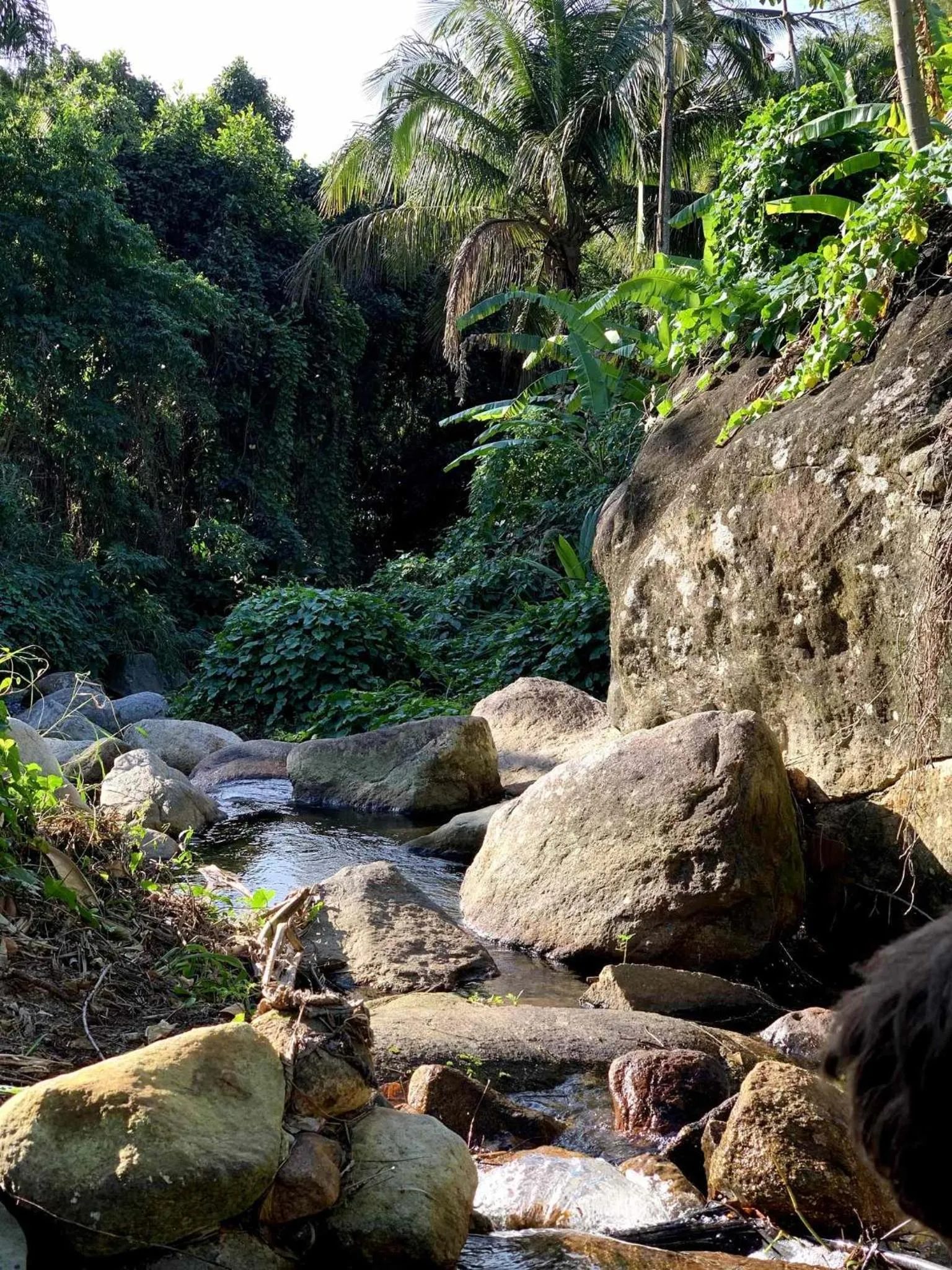 River view in Smart Hotel Reserva Ilhabela