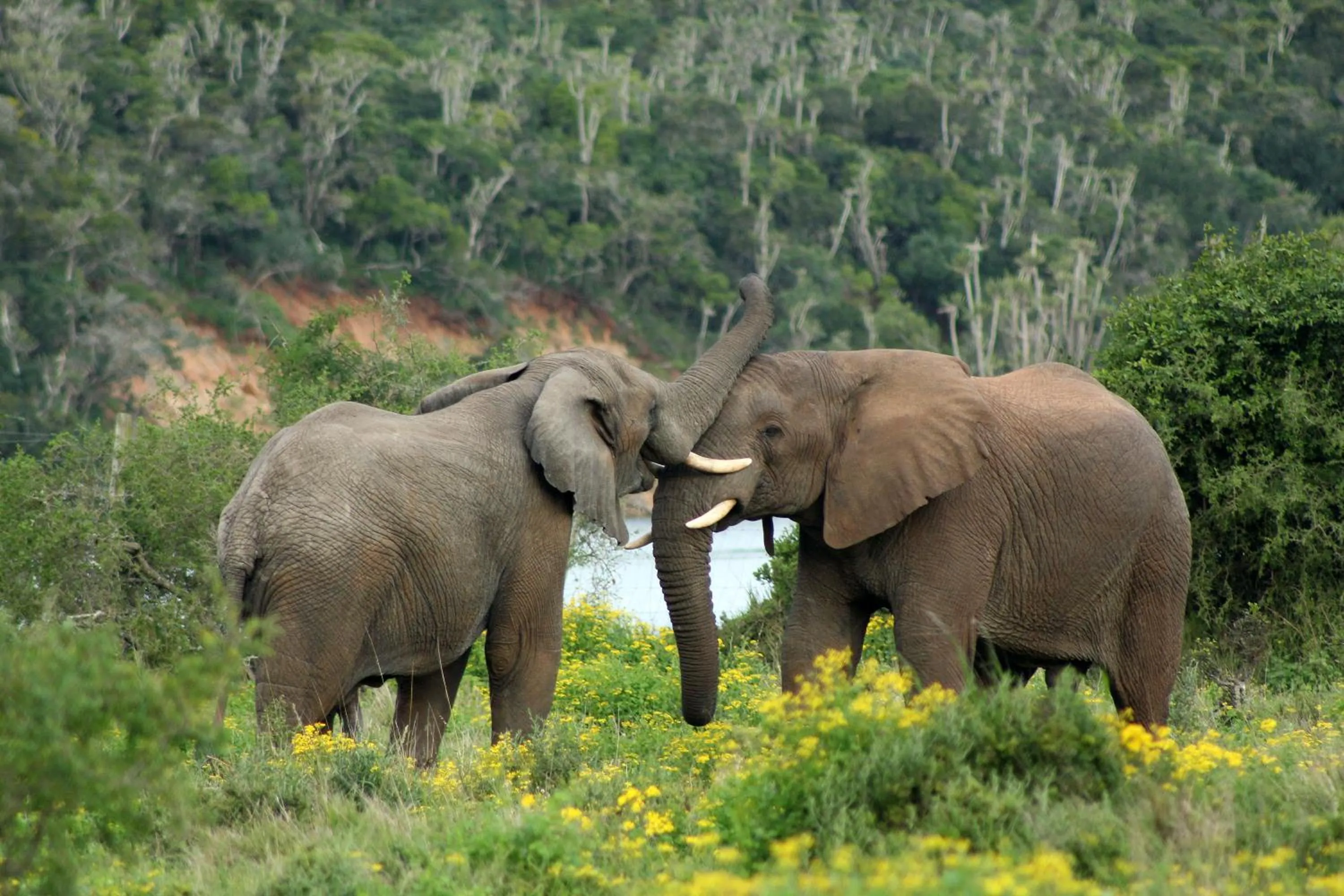 Activities in Sibuya Game Reserve and Lodge