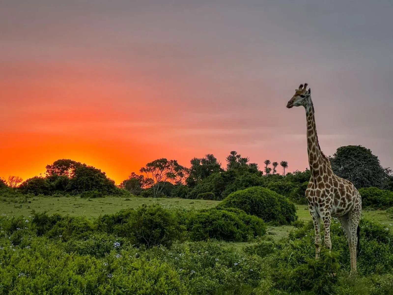Sibuya Game Reserve and Lodge