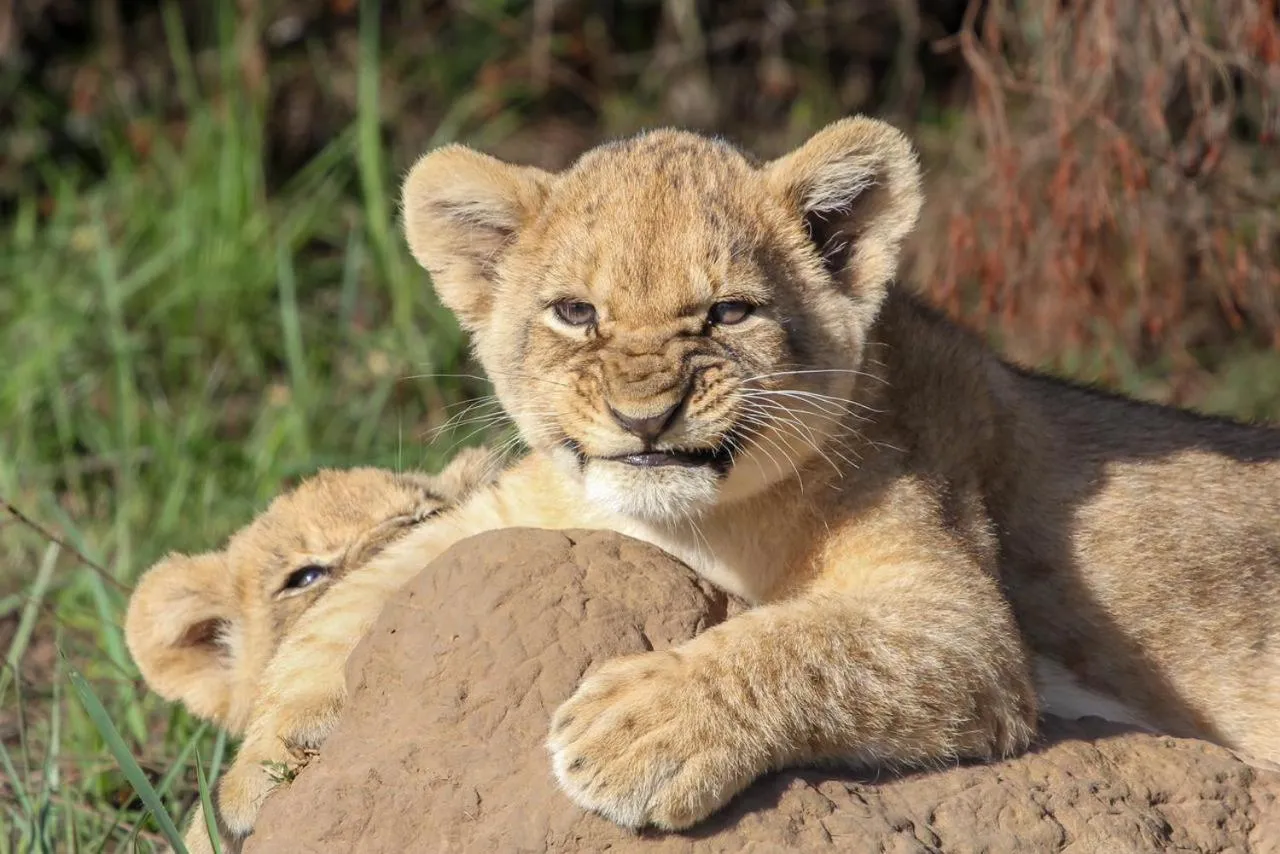 Sibuya Game Reserve and Lodge
