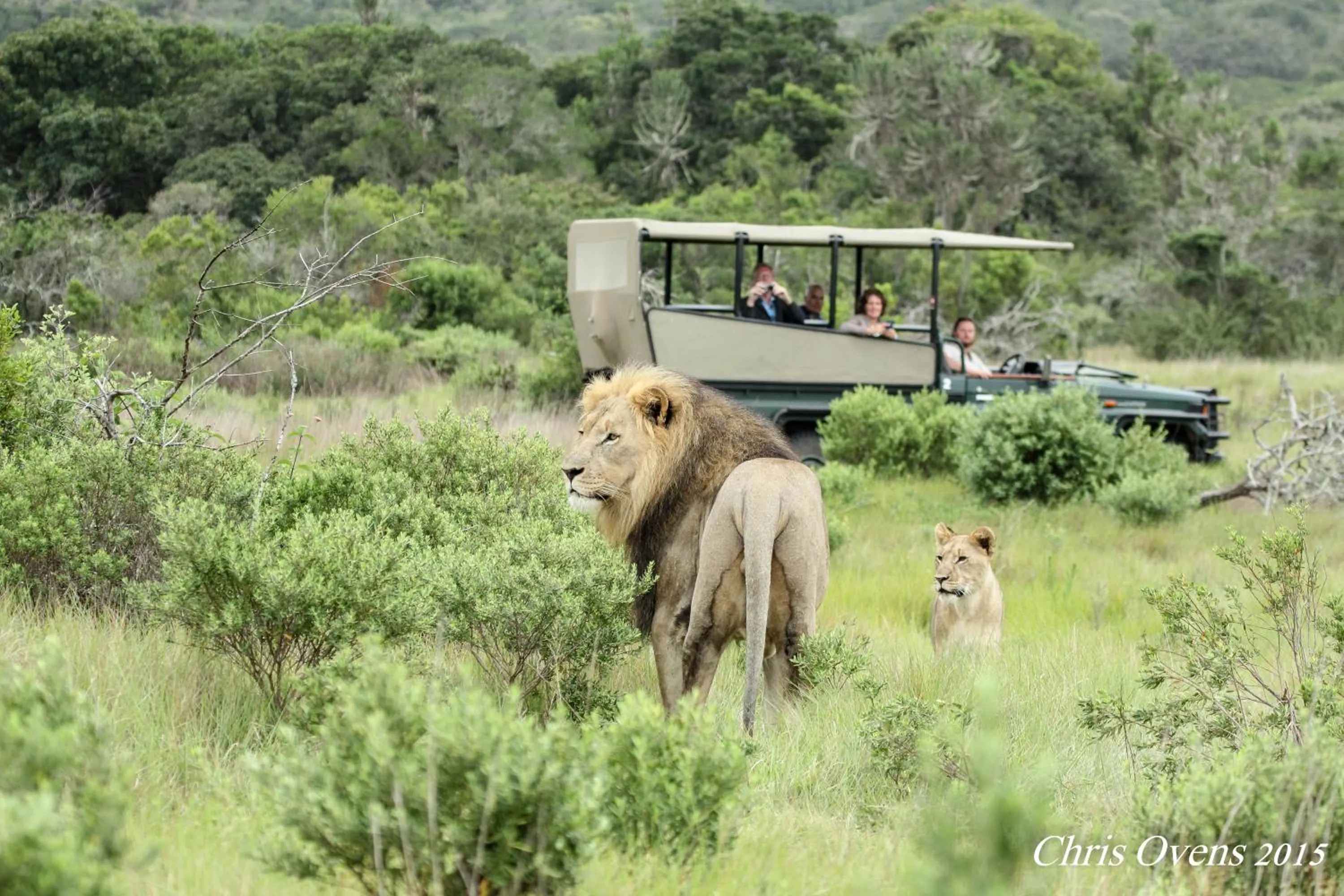 Animals in Sibuya Game Reserve and Lodge