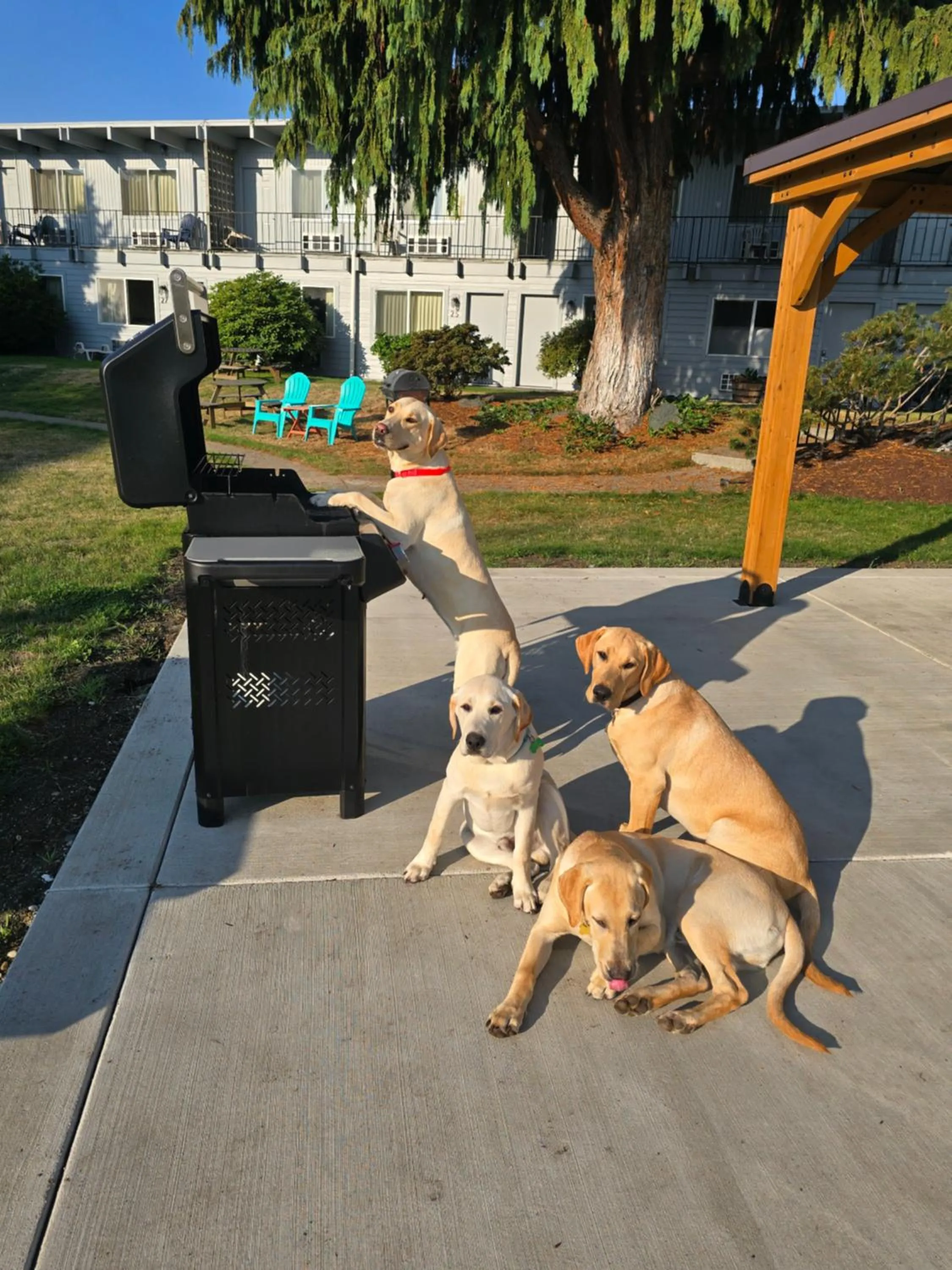 pet friendly in Cocusa Motel