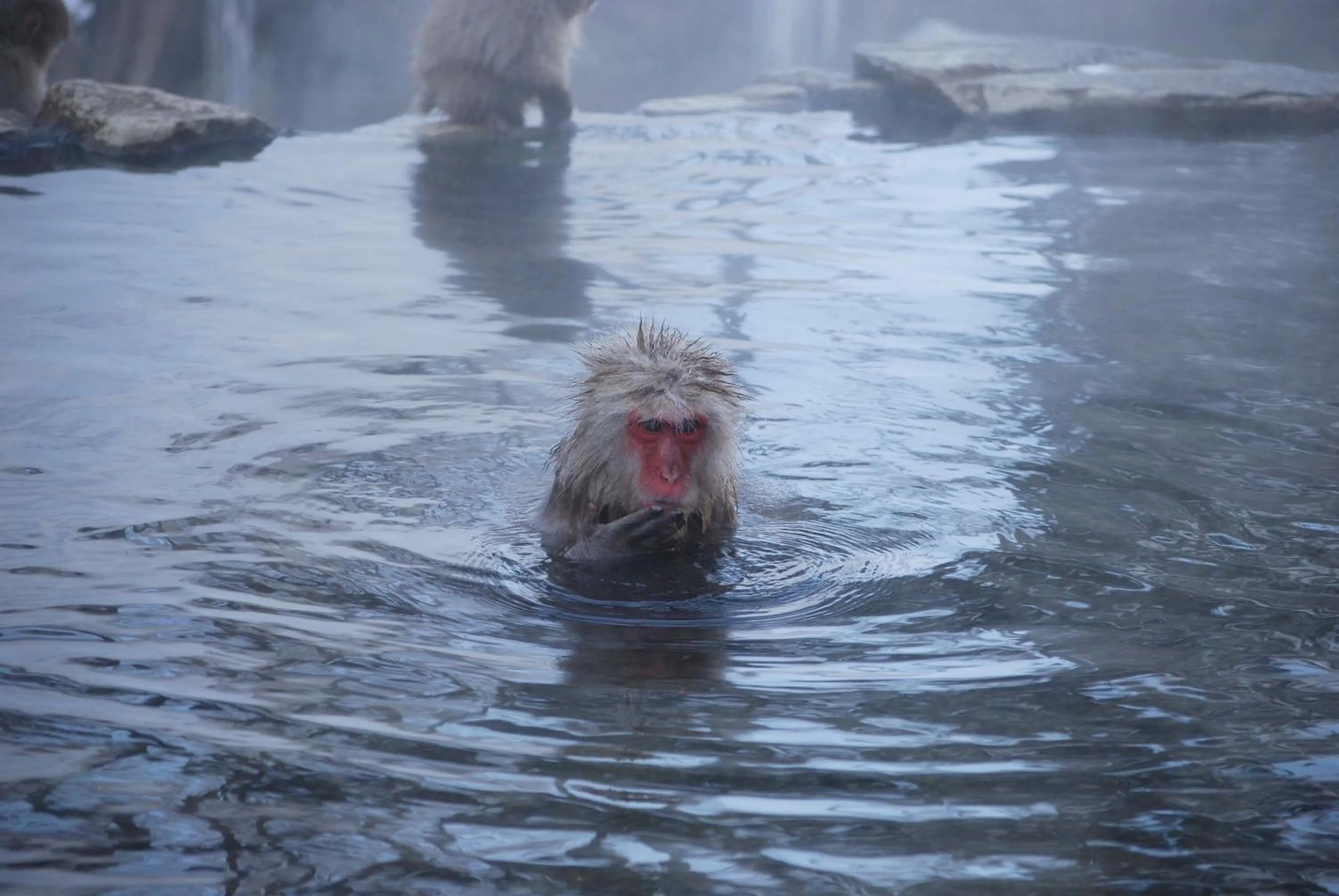 Activities in Shiga Kogen Hotel Shiga Sunvalley