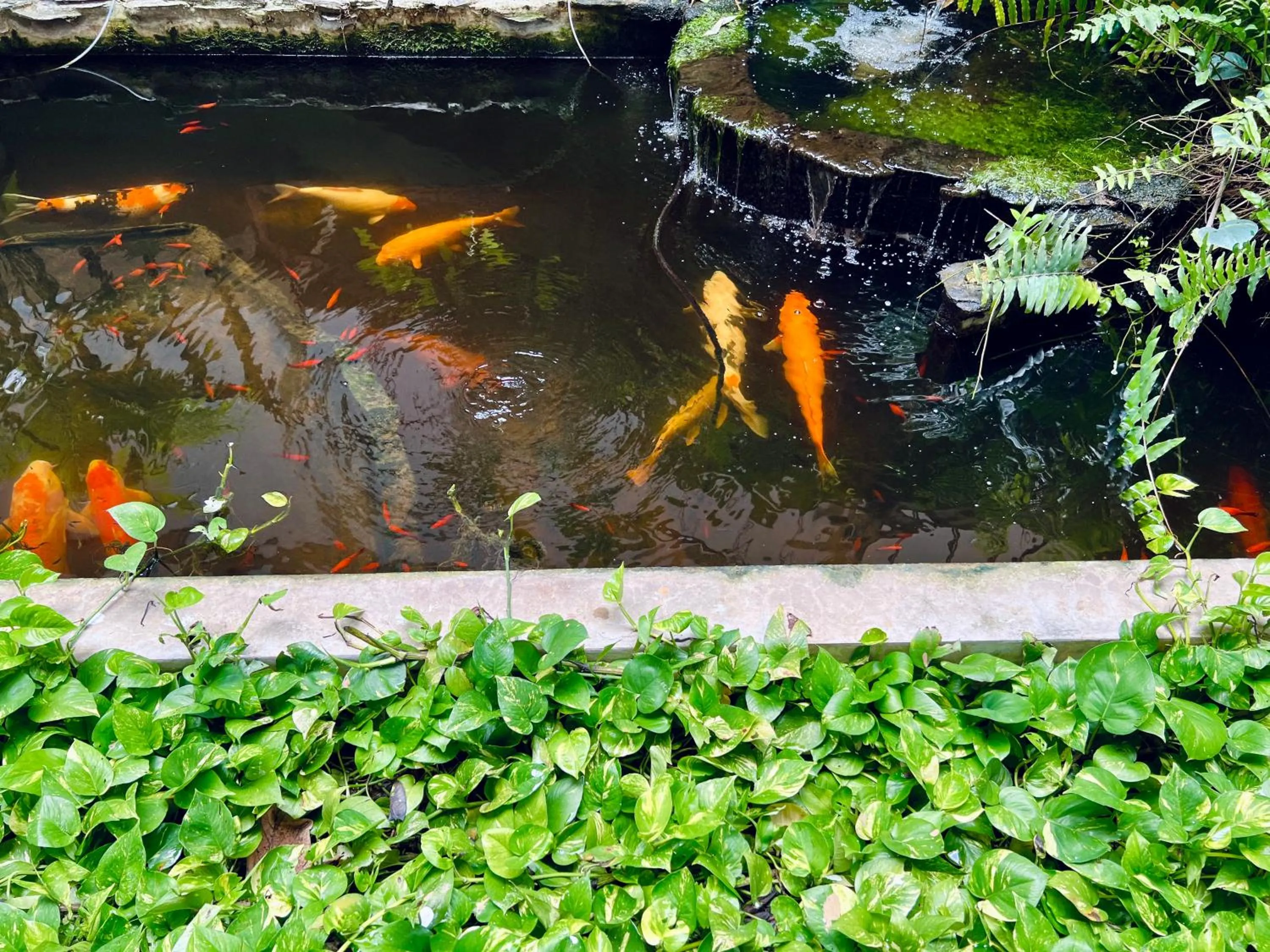Garden in Hotel La Villa Khon Kaen