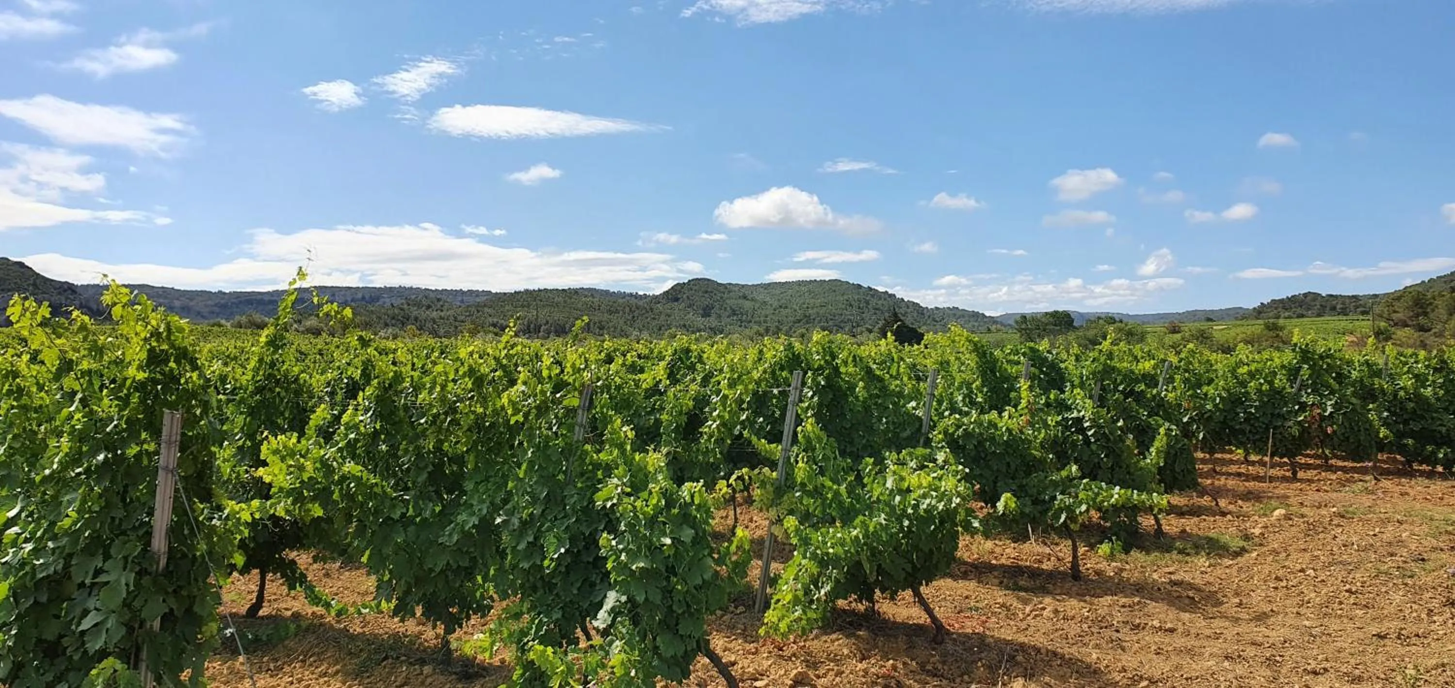 Natural landscape in Château La Sabine
