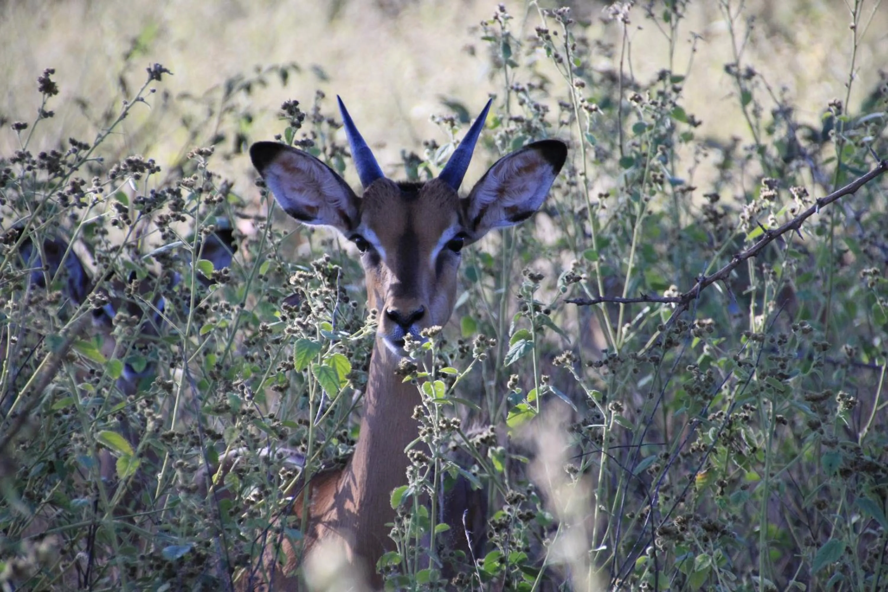 Hiking in Thula Private Lodge