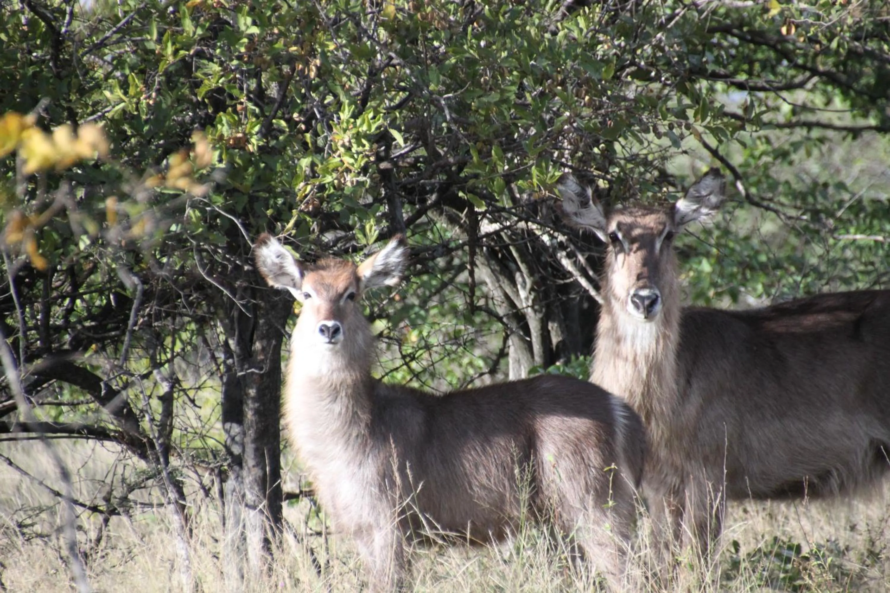 Hiking in Thula Private Lodge