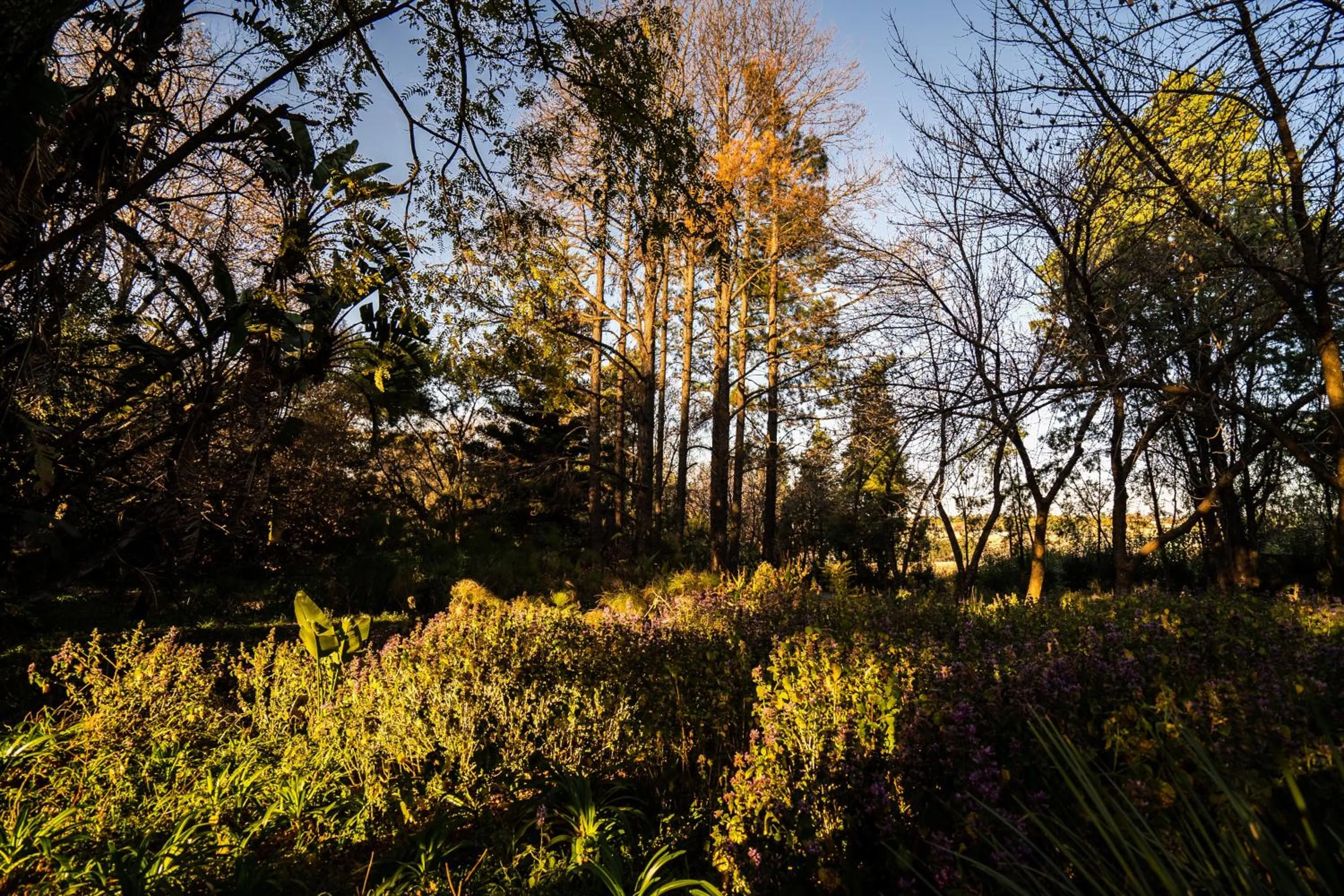 Garden in Hakunamatata Lodge & Health Spa