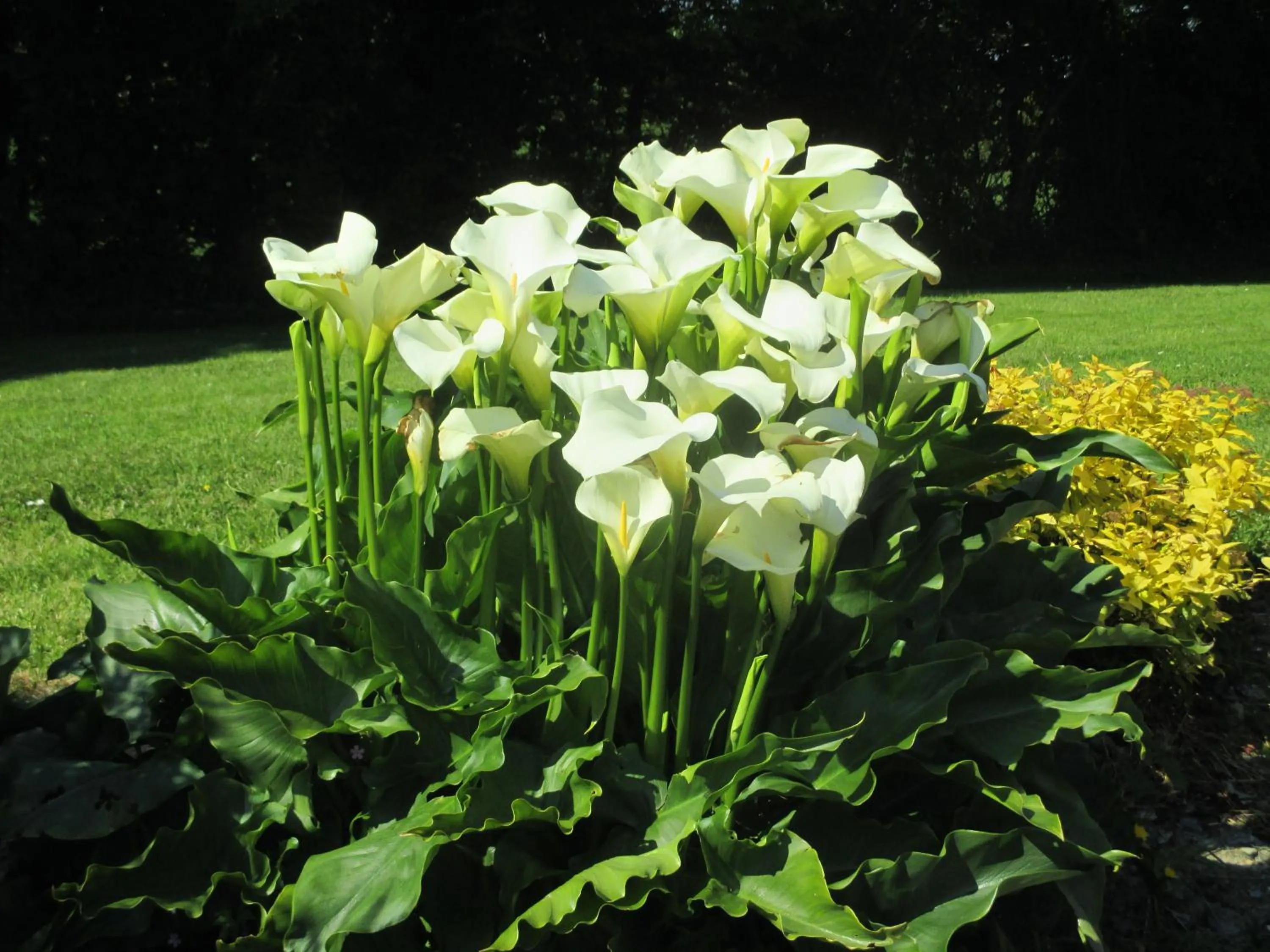 Garden in PK Lodge Bed and breakfast