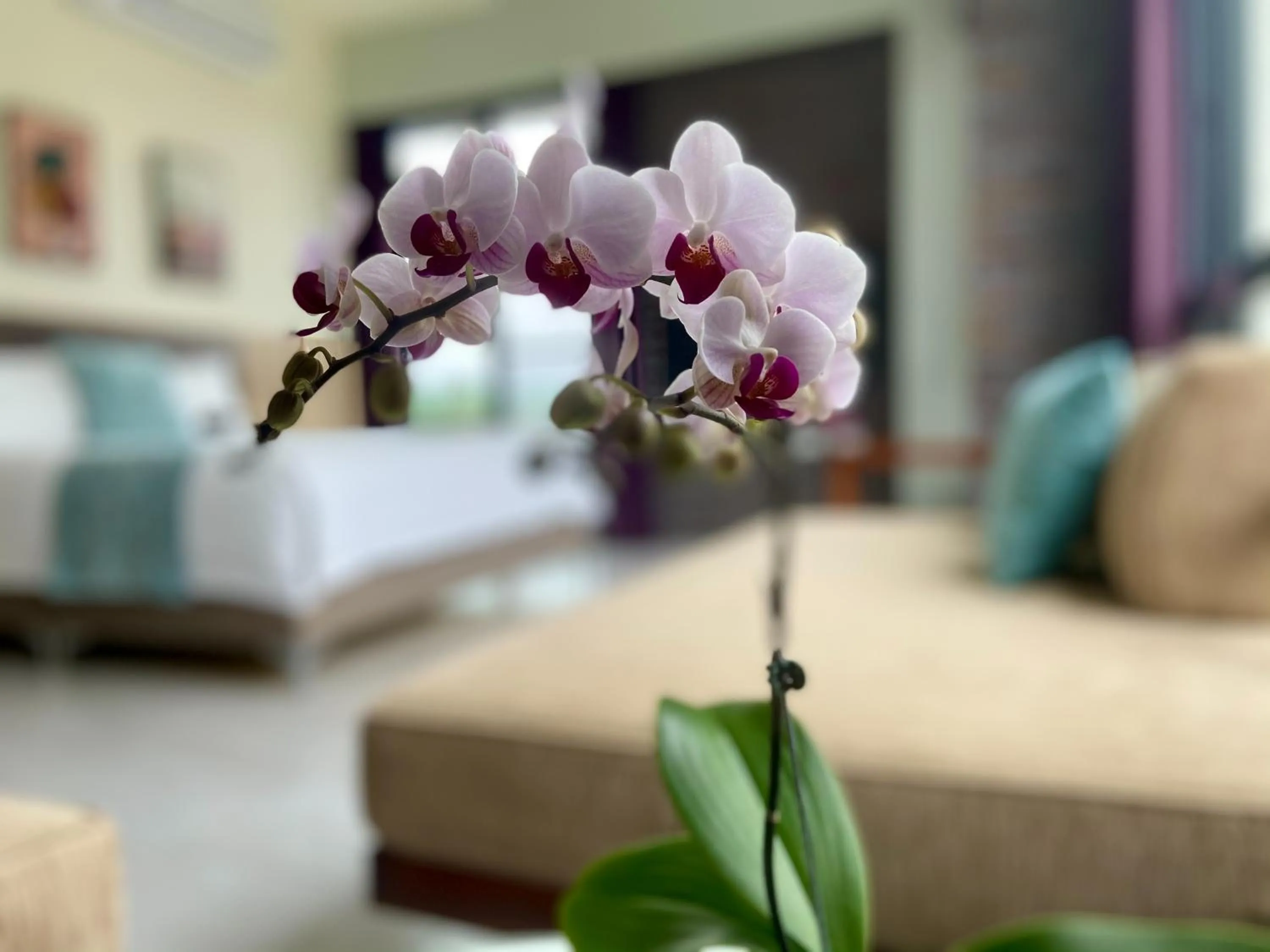 Bed in Follow the Cloud B&B