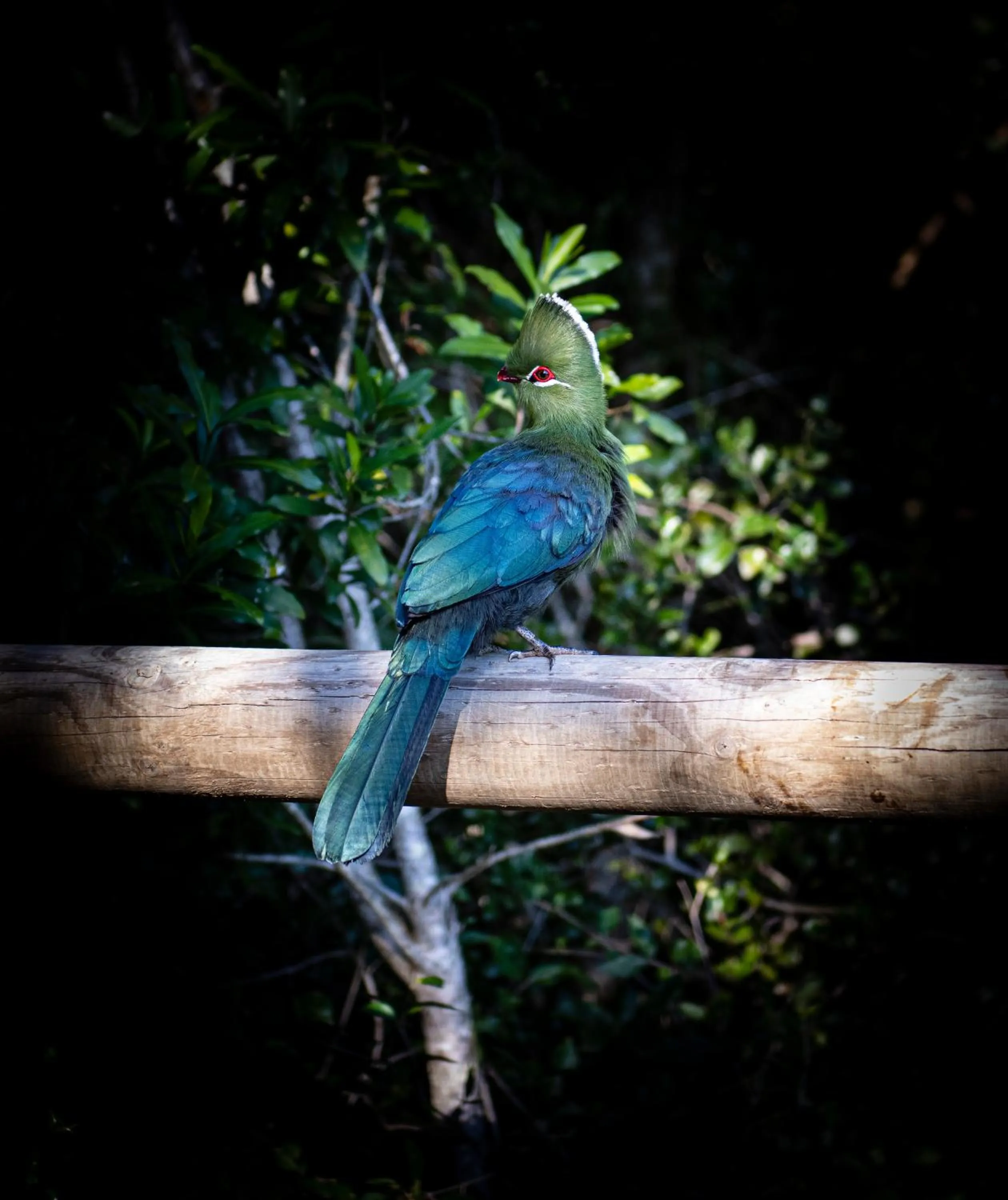 Trogon House and Forest Spa