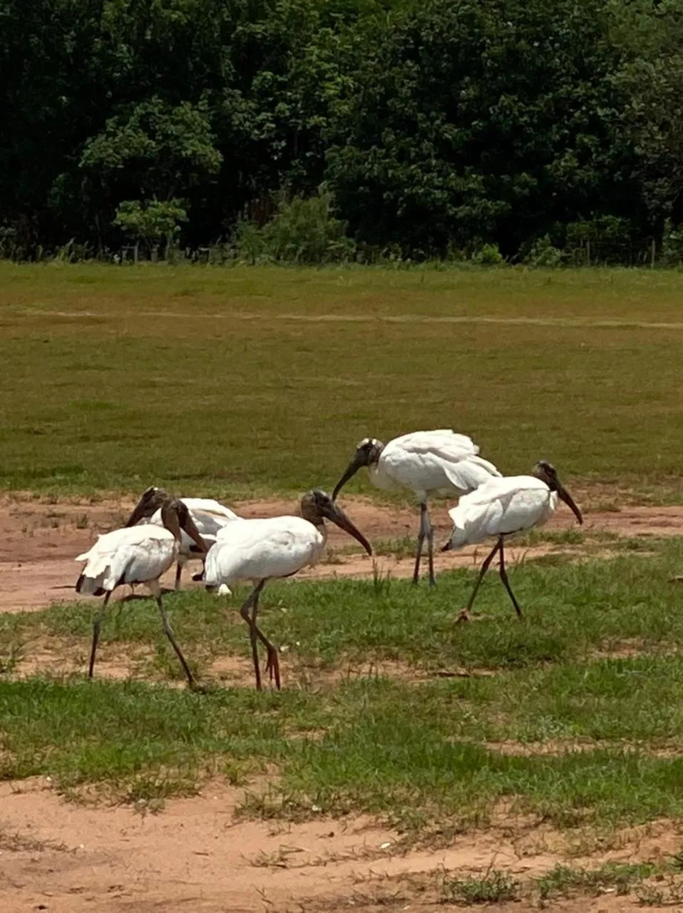 Animals in Eco Resort Foz do Marinheiro