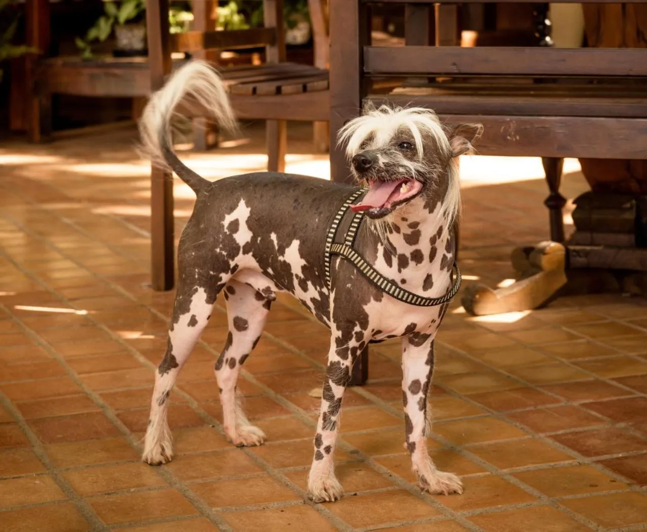 Animals in Eco Resort Foz do Marinheiro