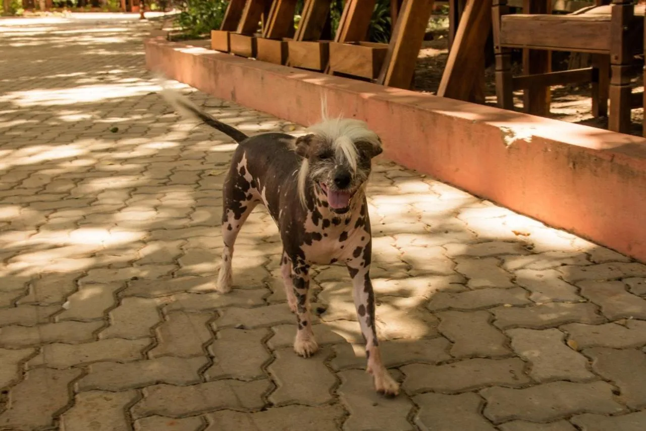 Animals in Eco Resort Foz do Marinheiro