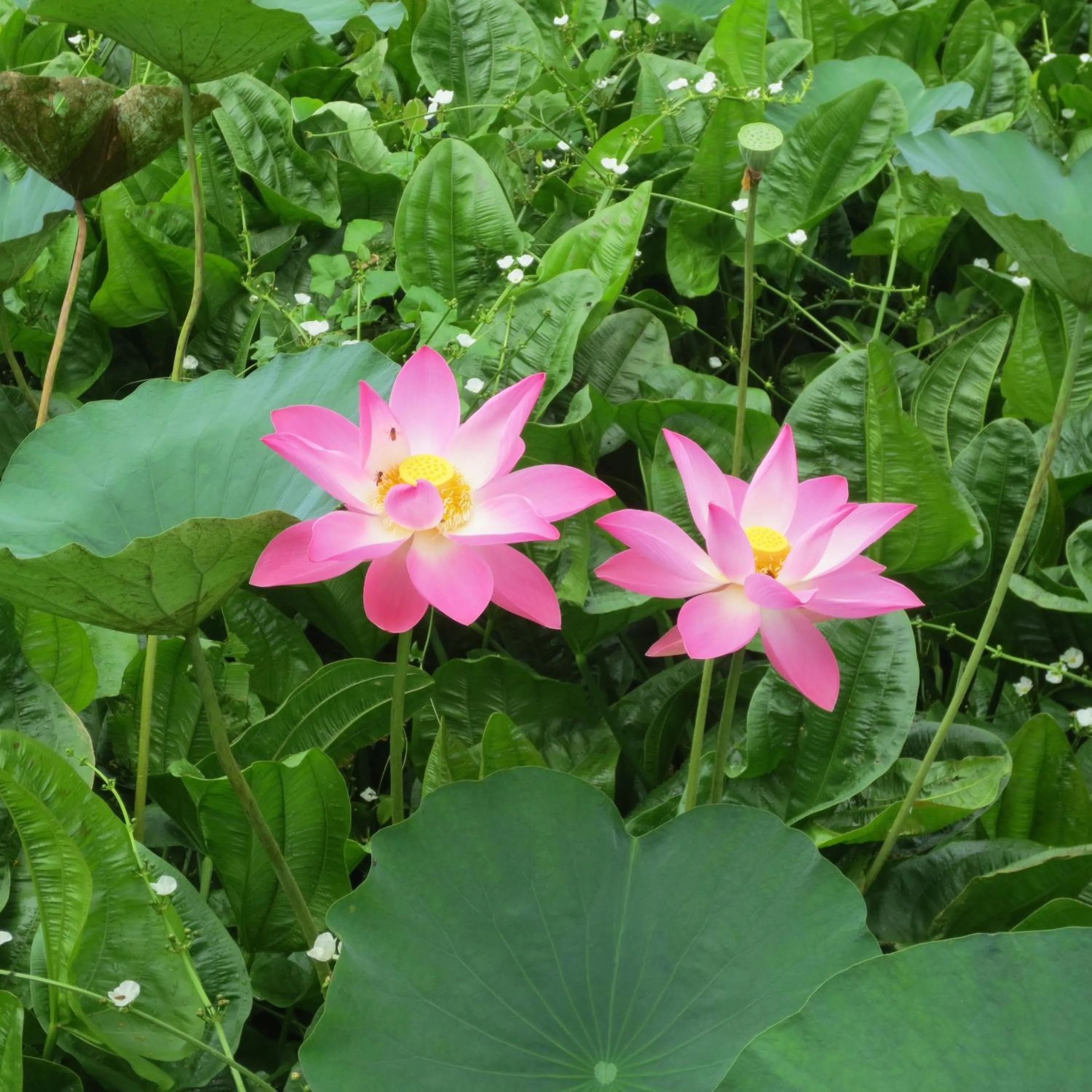 Garden in Bloo Lagoon Eco Village
