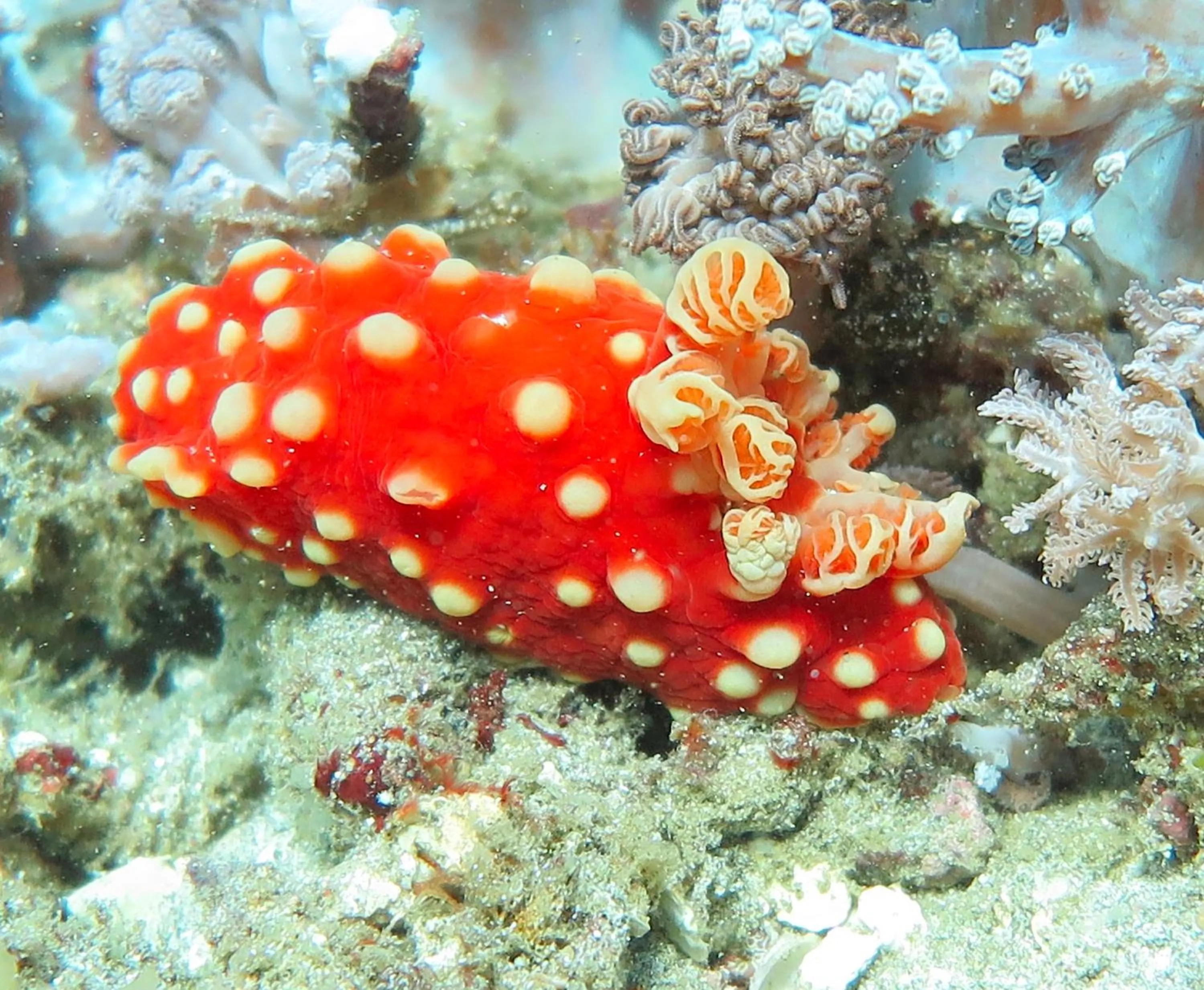 Diving in Bloo Lagoon Eco Village