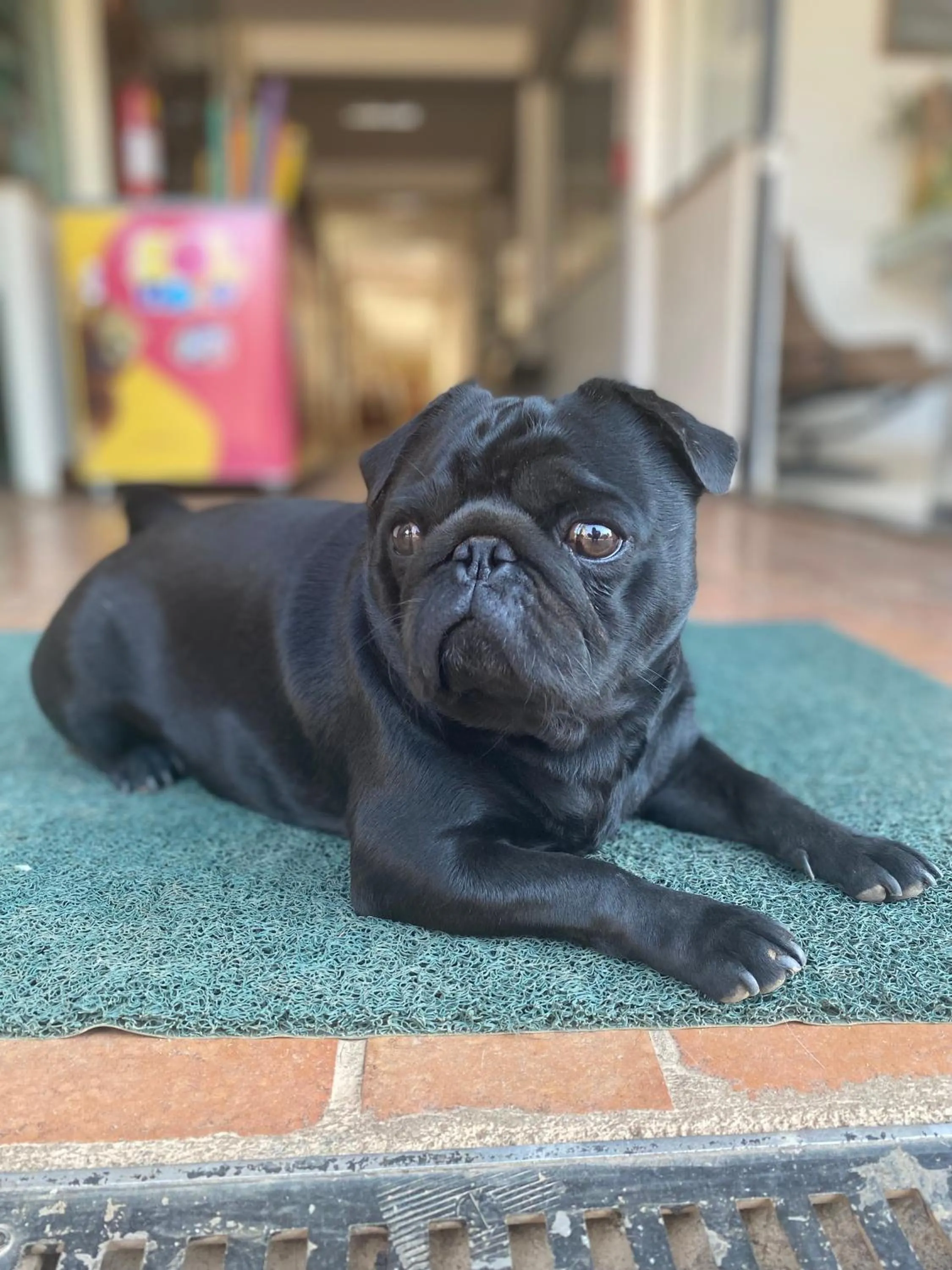 Pets in Hotel Fazenda Poços de Caldas