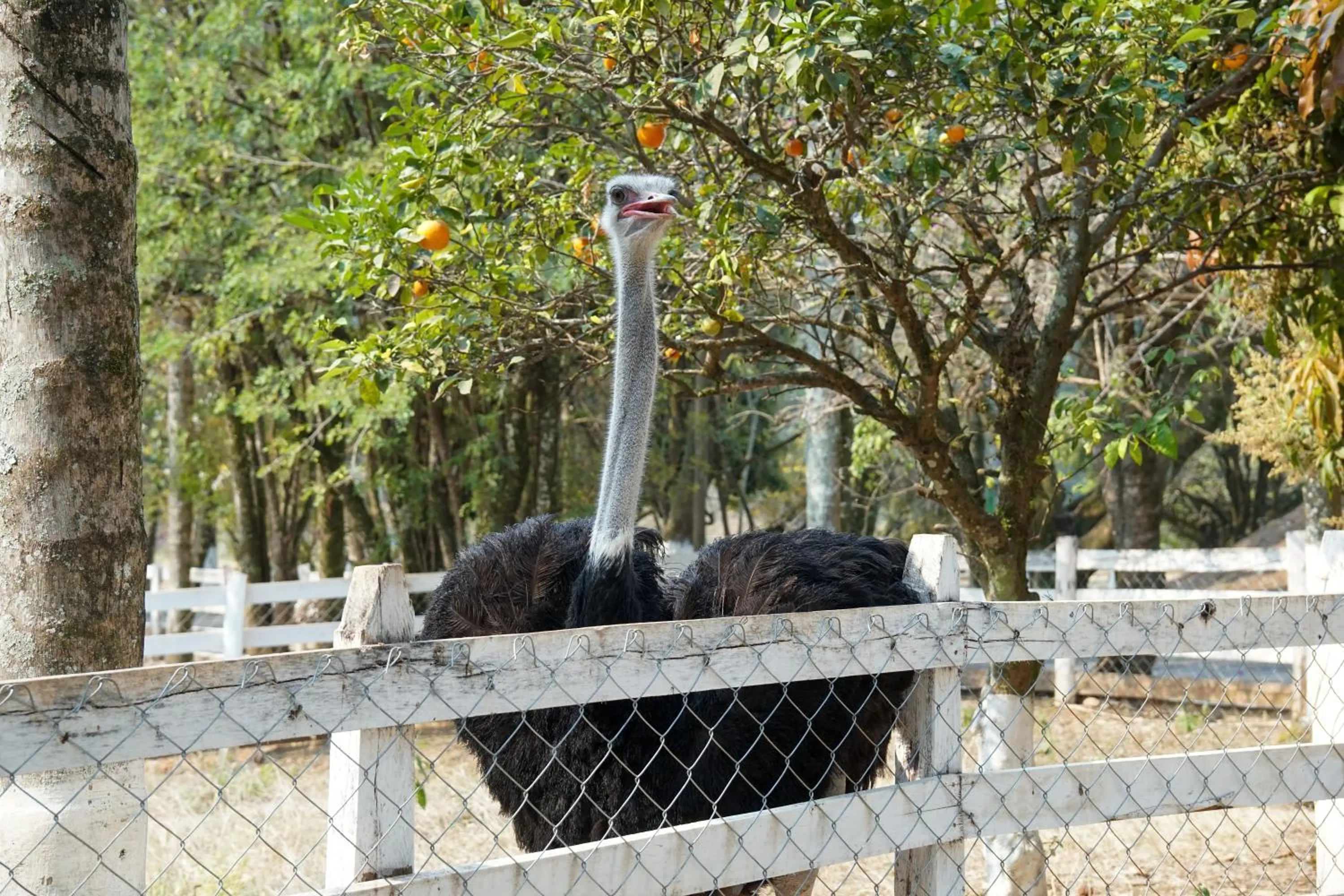 Day in Hotel Fazenda Poços de Caldas