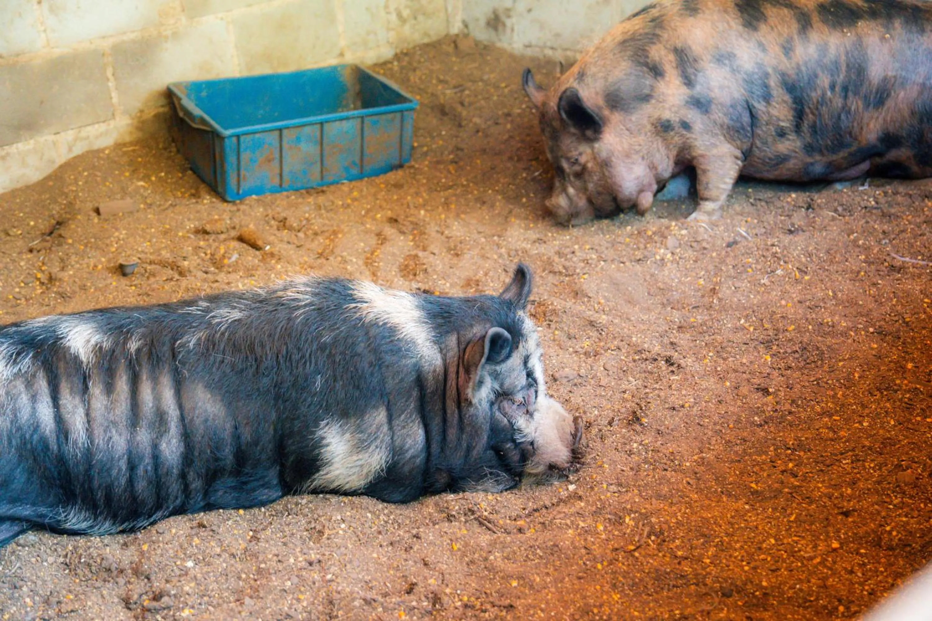 Animals in Hotel Fazenda Poços de Caldas