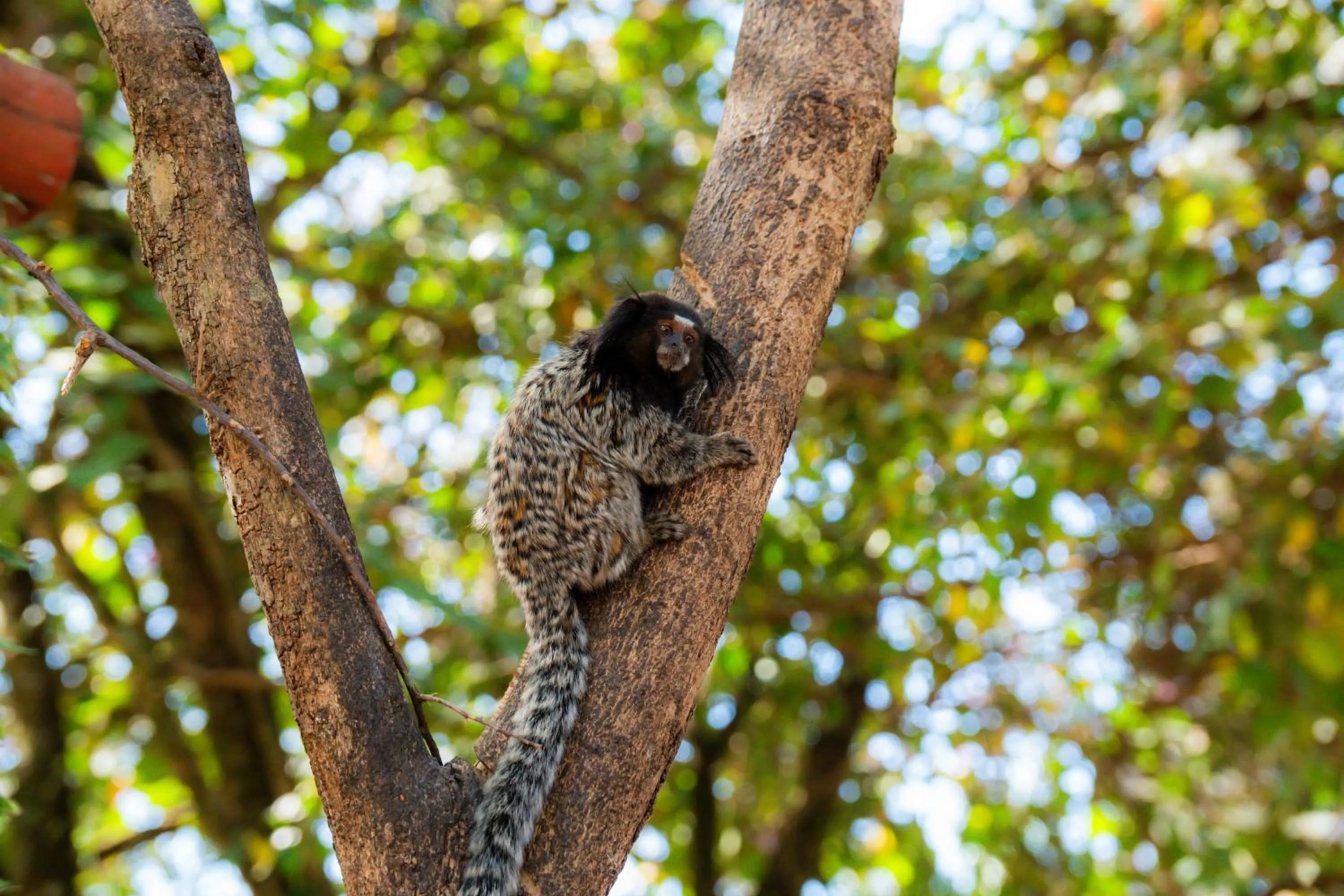 Day in Hotel Fazenda Poços de Caldas