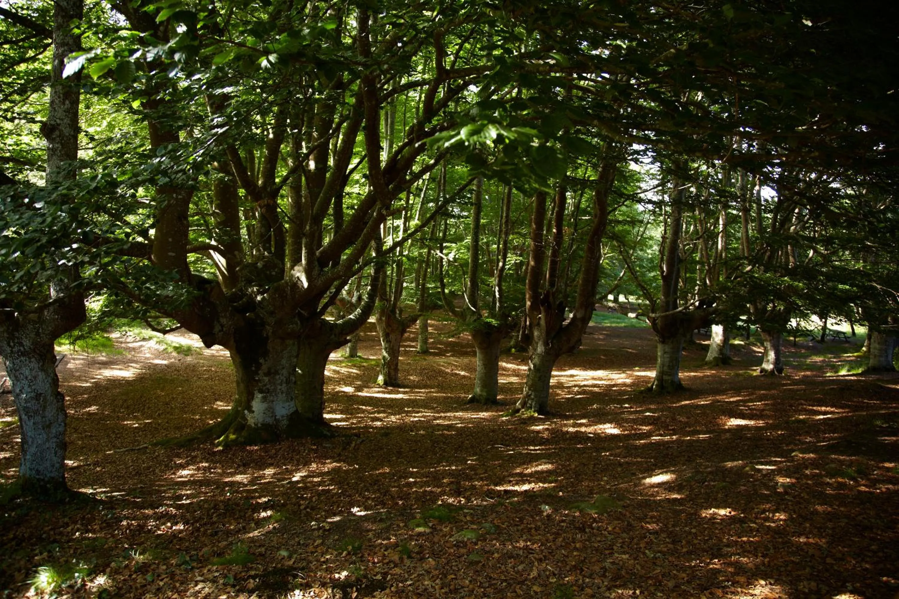 Area and facilities in Hotel Nagusi