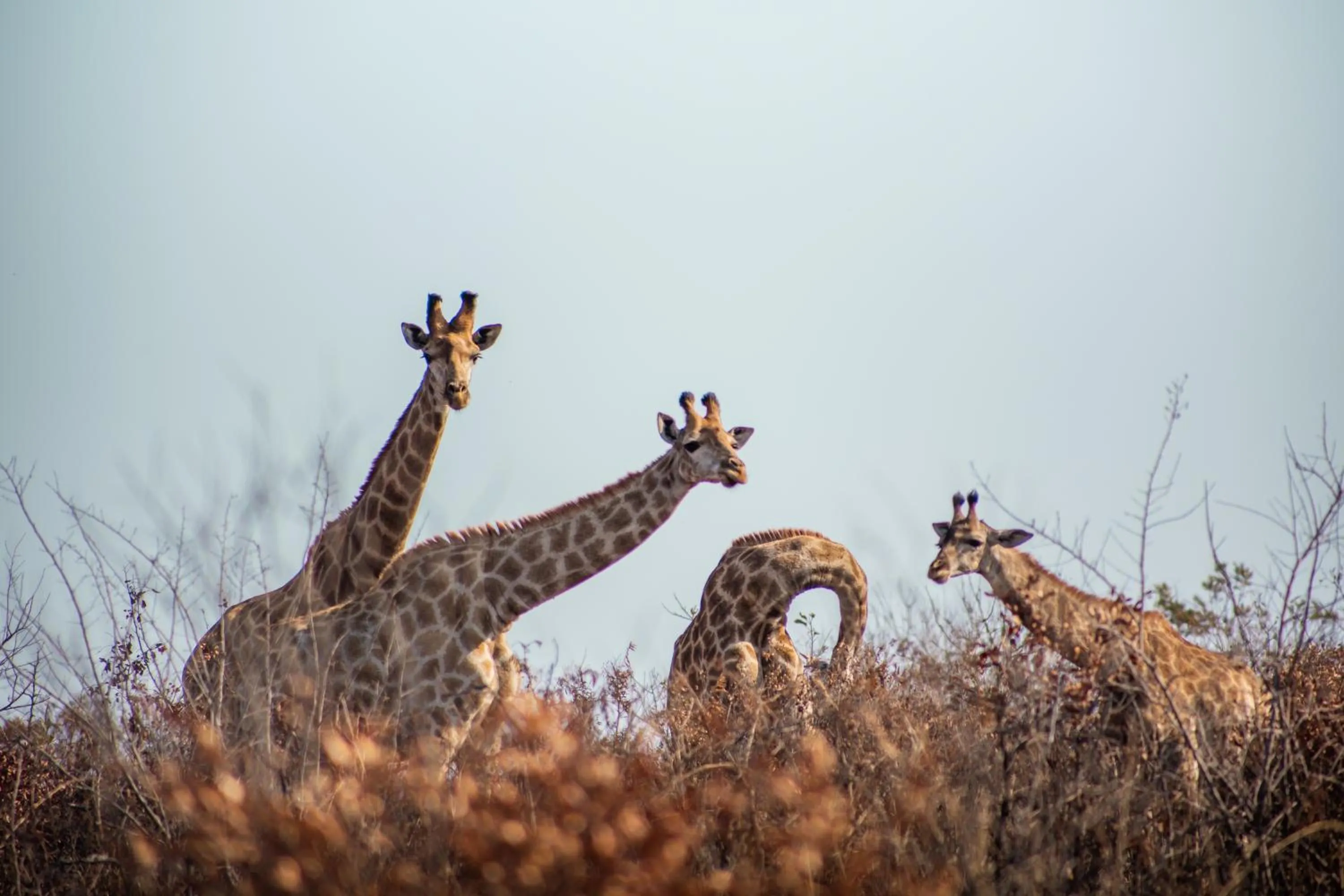 Natural landscape in Ndhula Luxury Tented Lodge
