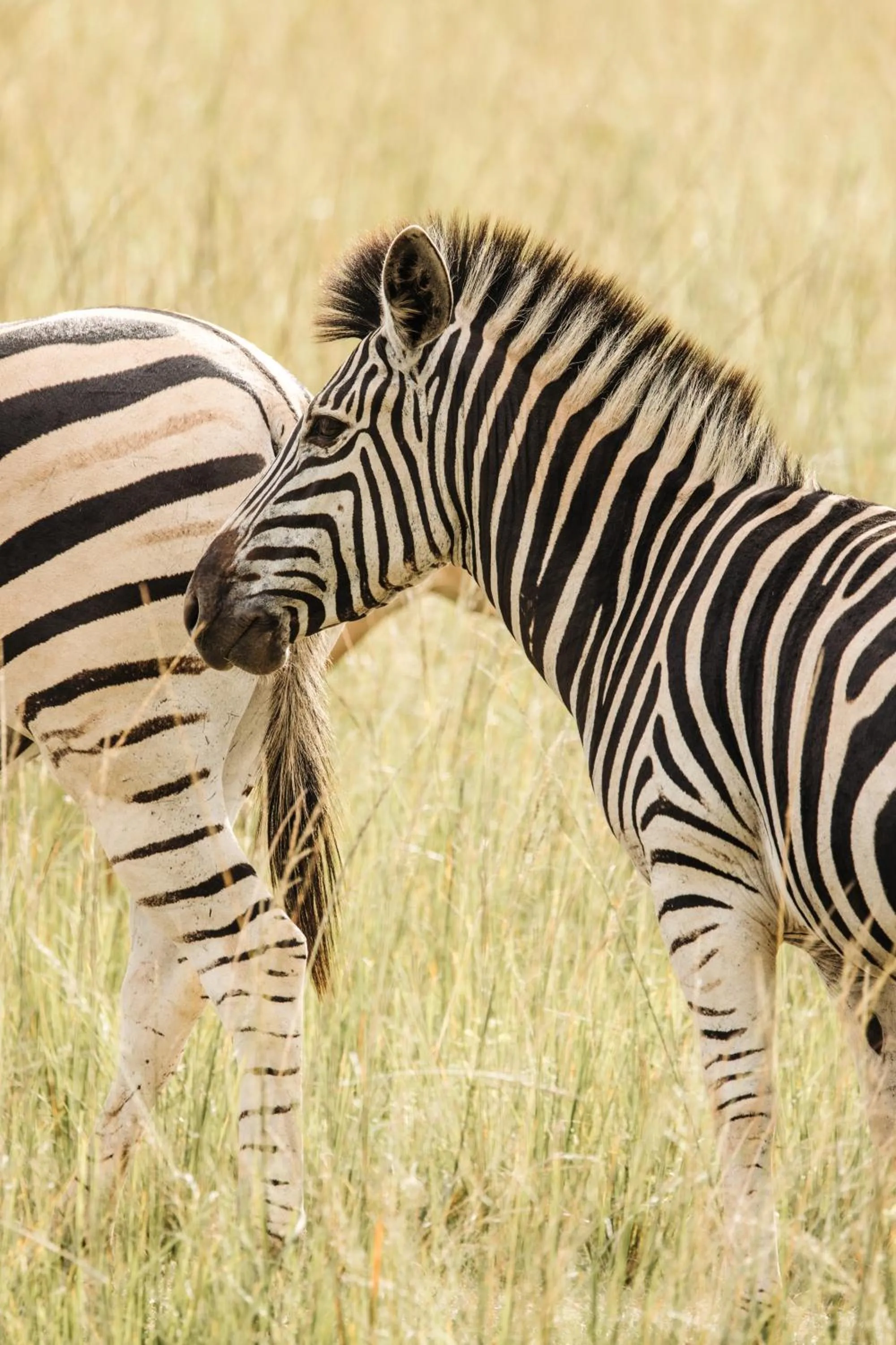 Natural landscape in Ndhula Luxury Tented Lodge