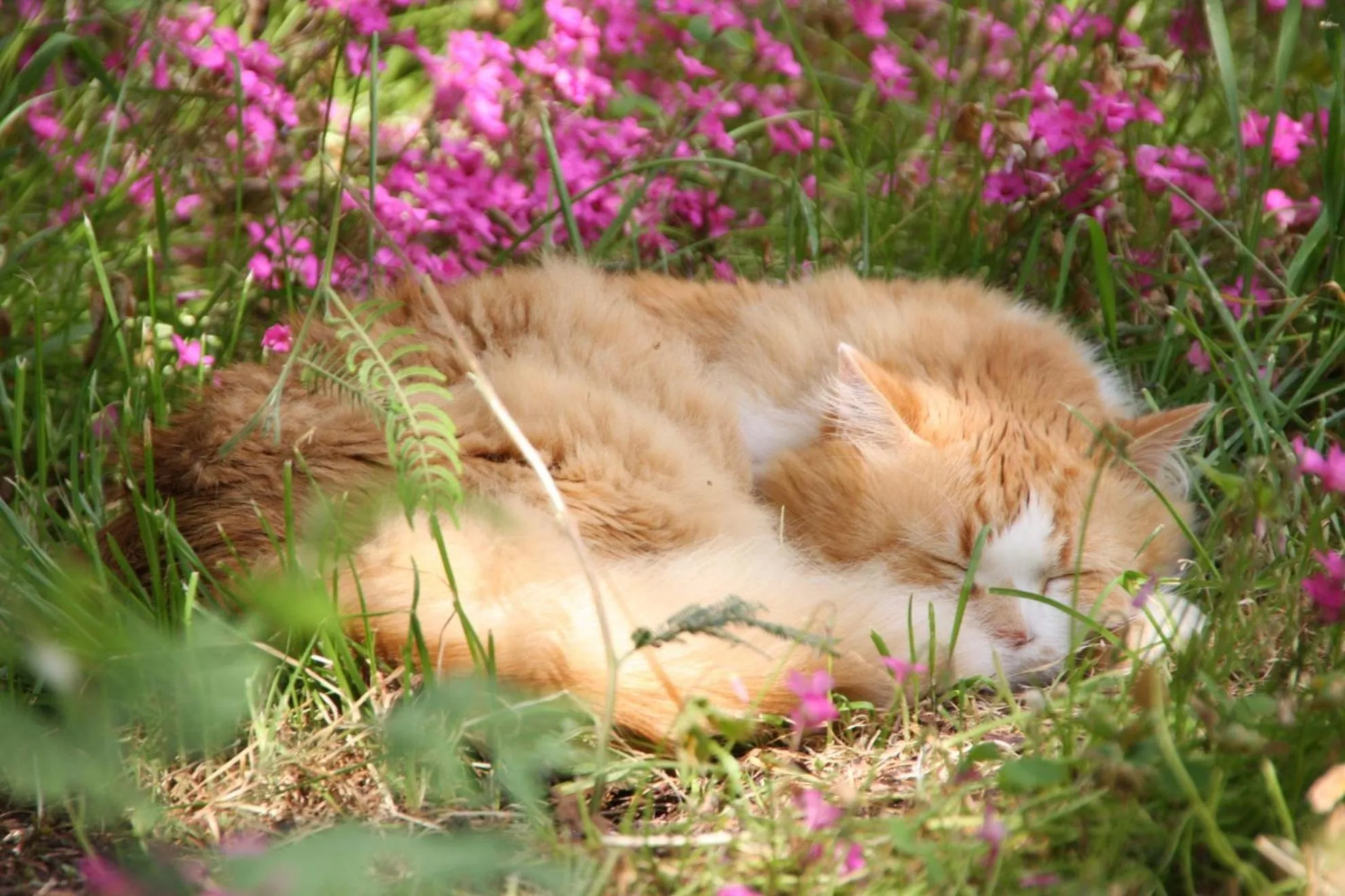 Pets in La Closerie aux Violettes - Maison d'hôtes