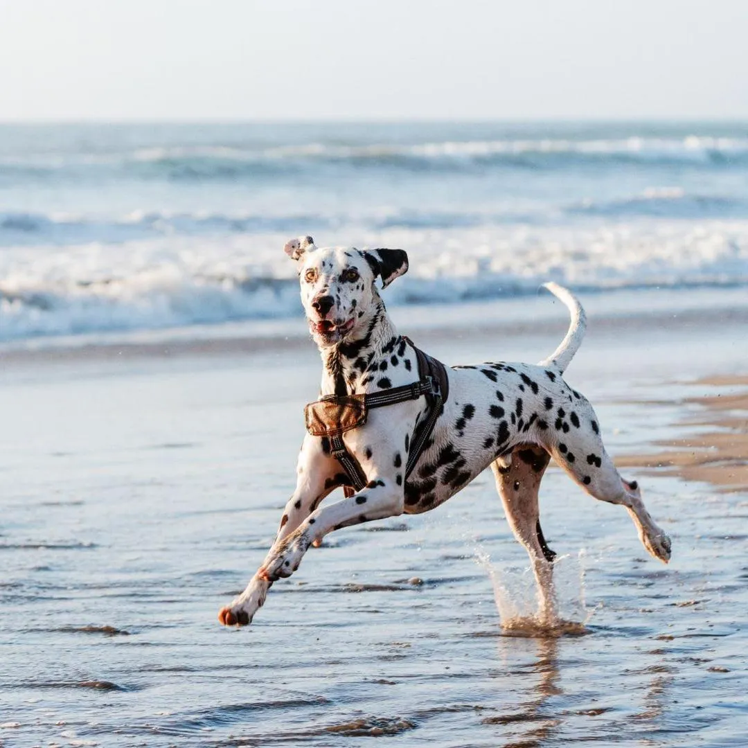 Pets in Hive Hotel, Moruya