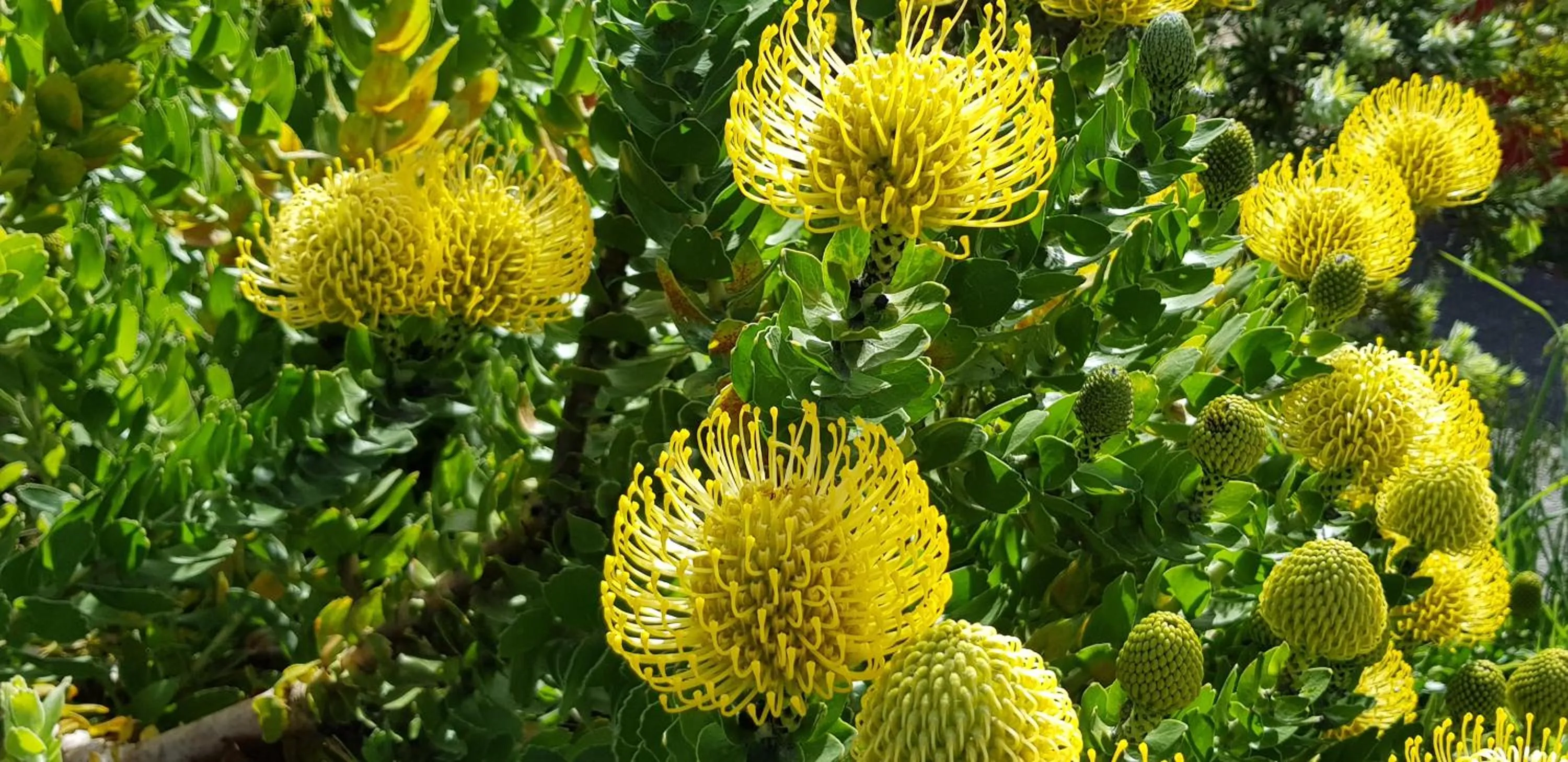 Albany Holiday Units