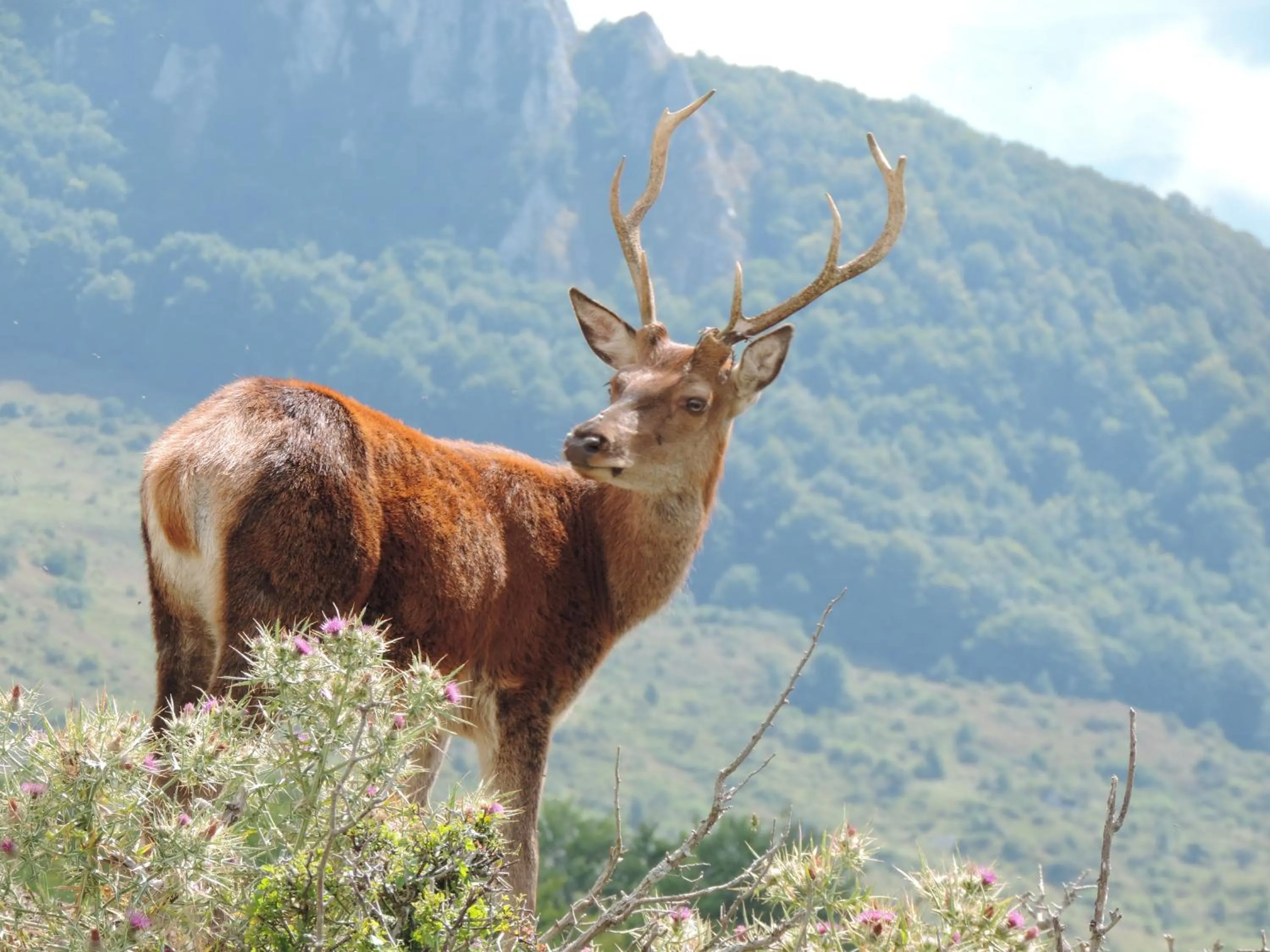 Animals in Albergo Del Sole