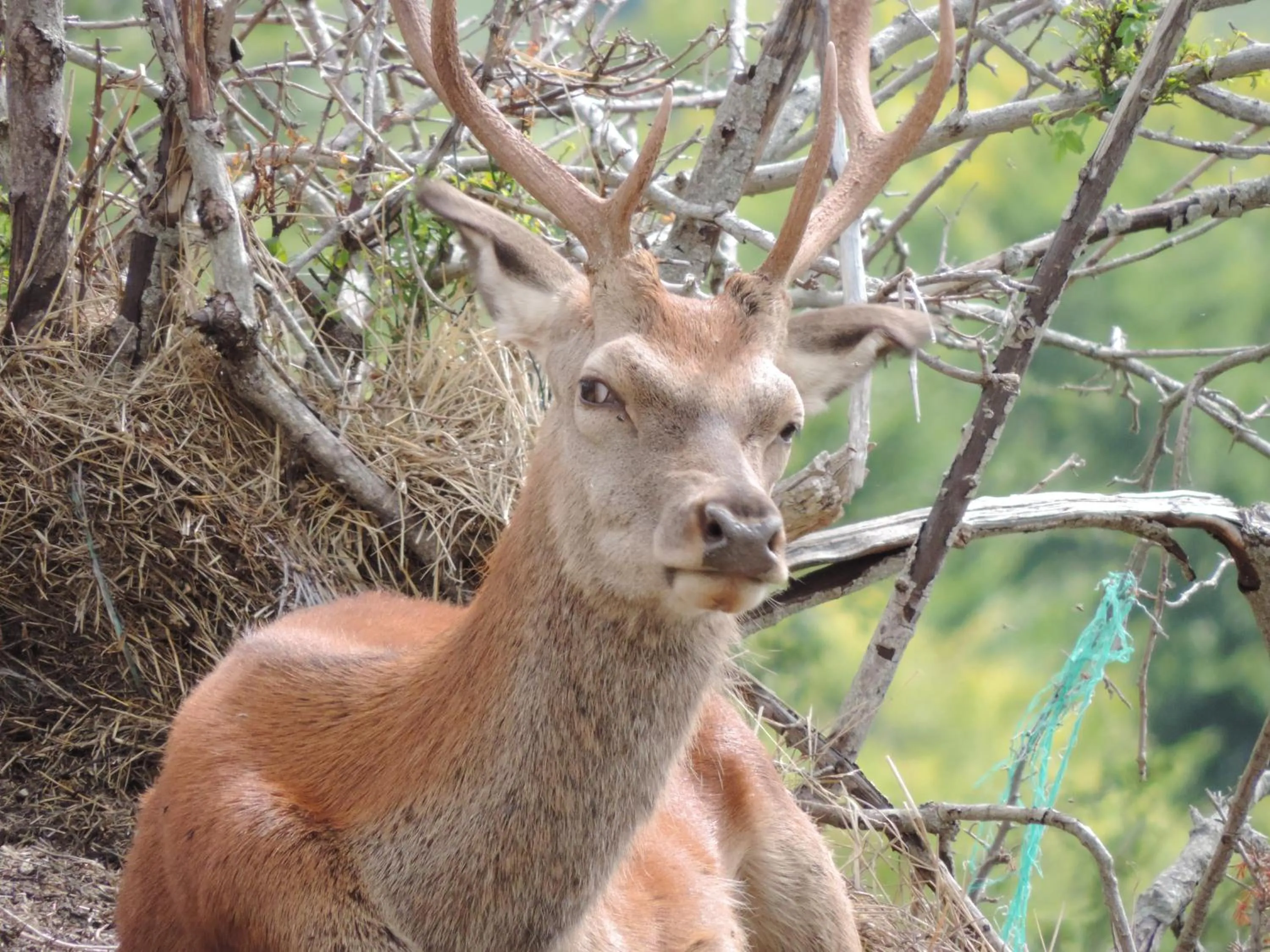 Animals in Albergo Del Sole