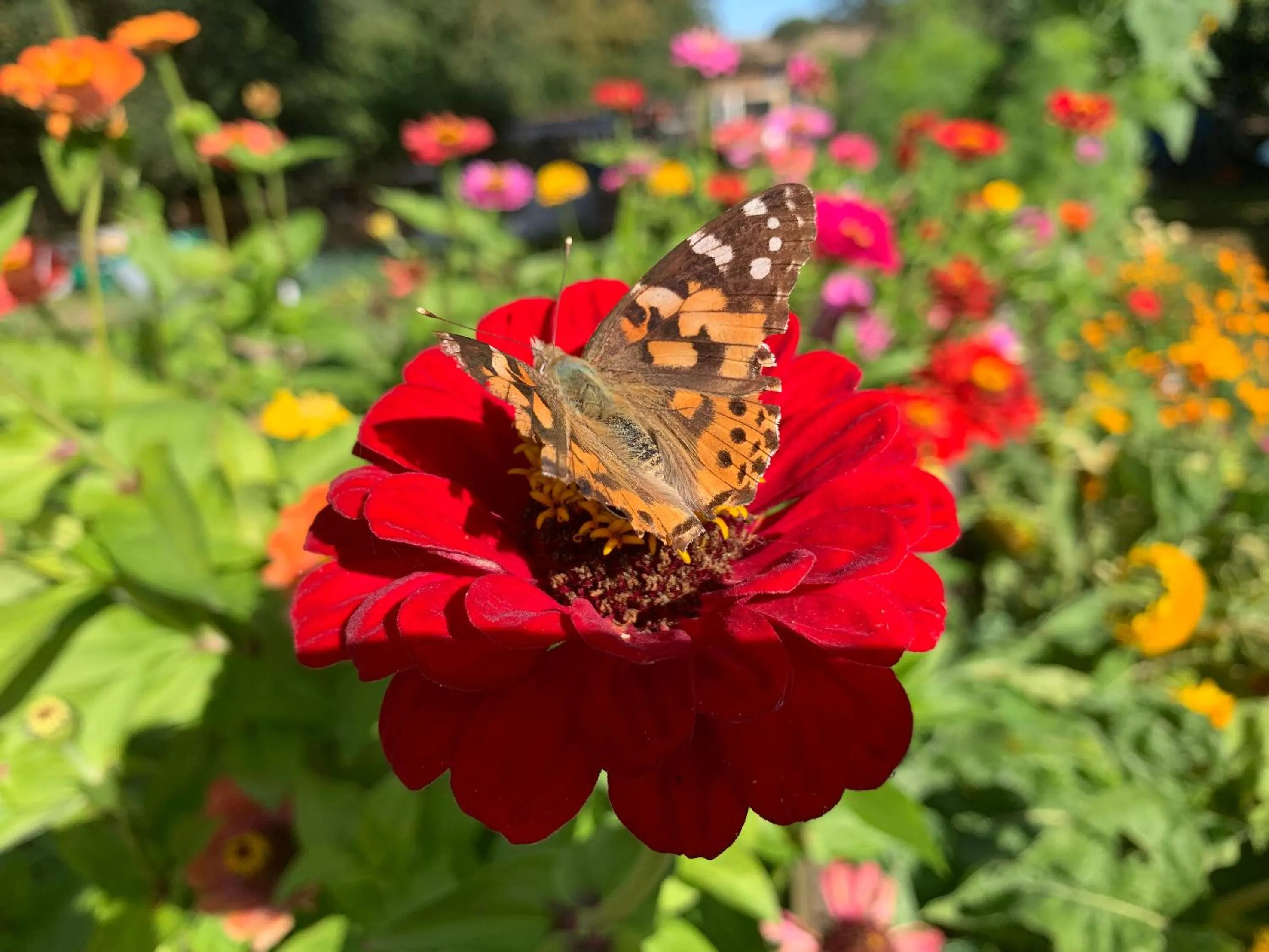 Garden in Himmelreich Rügen