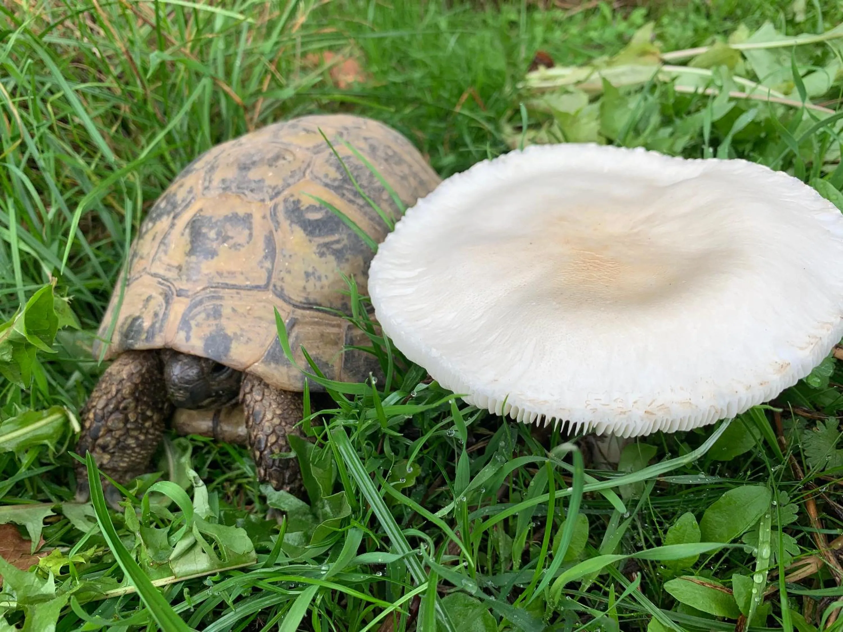 Animals in Himmelreich Rügen