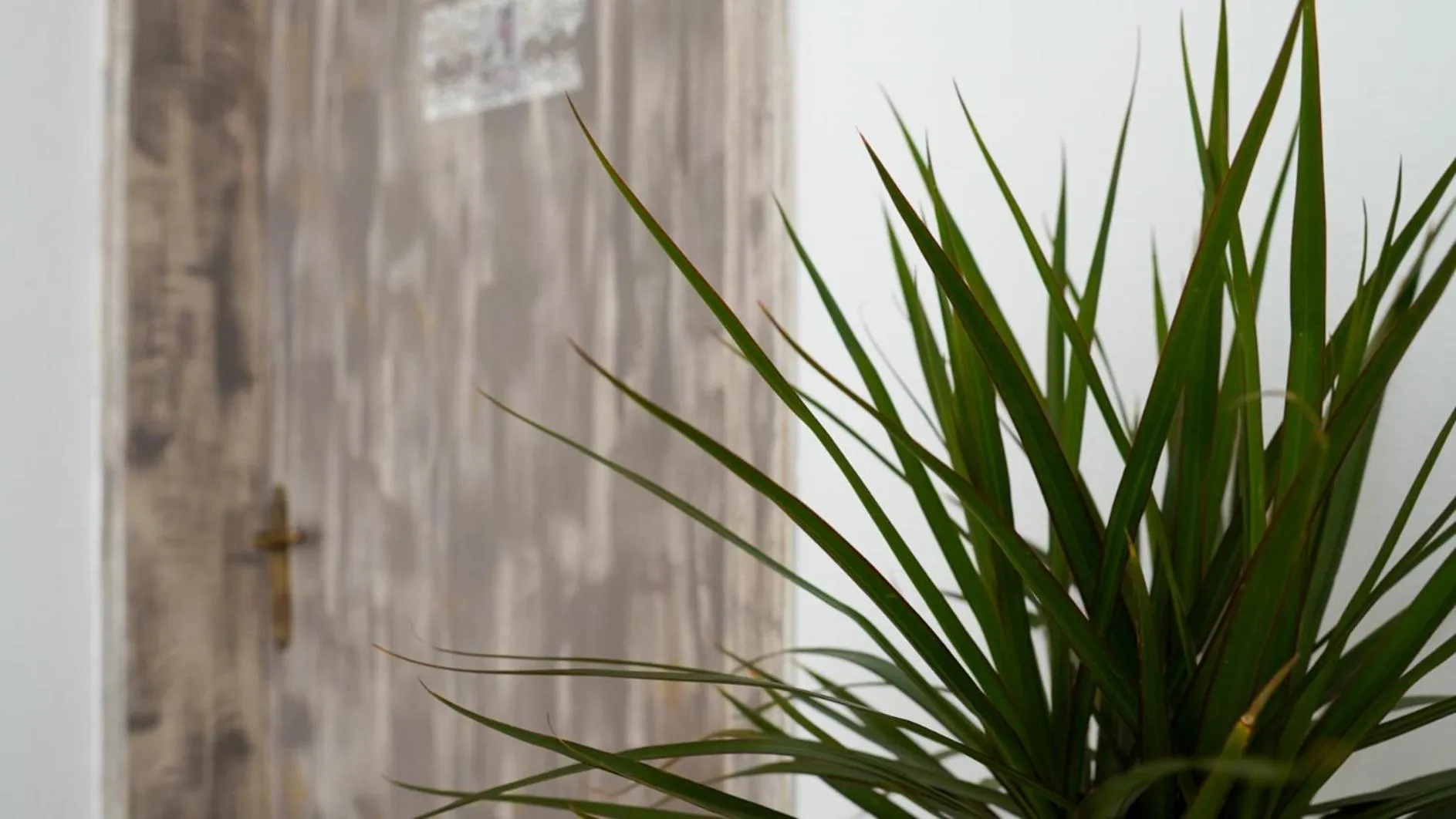 Decorative detail in Pittas Studios