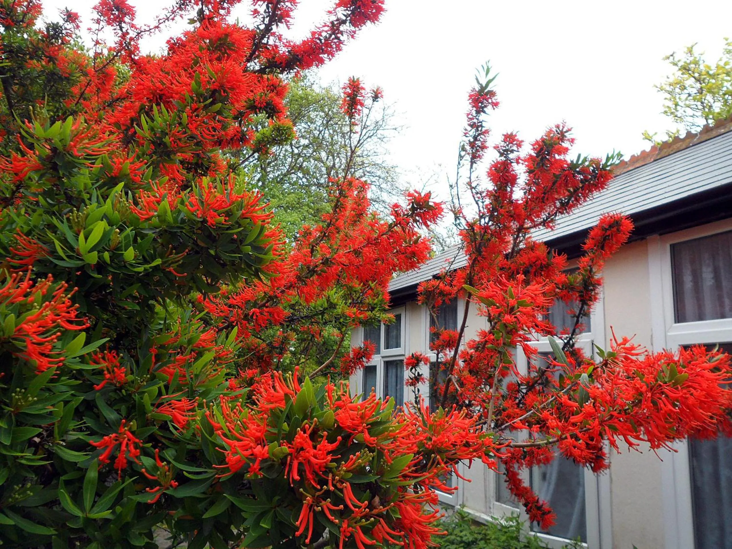 Spring in Medehamstede Hotel