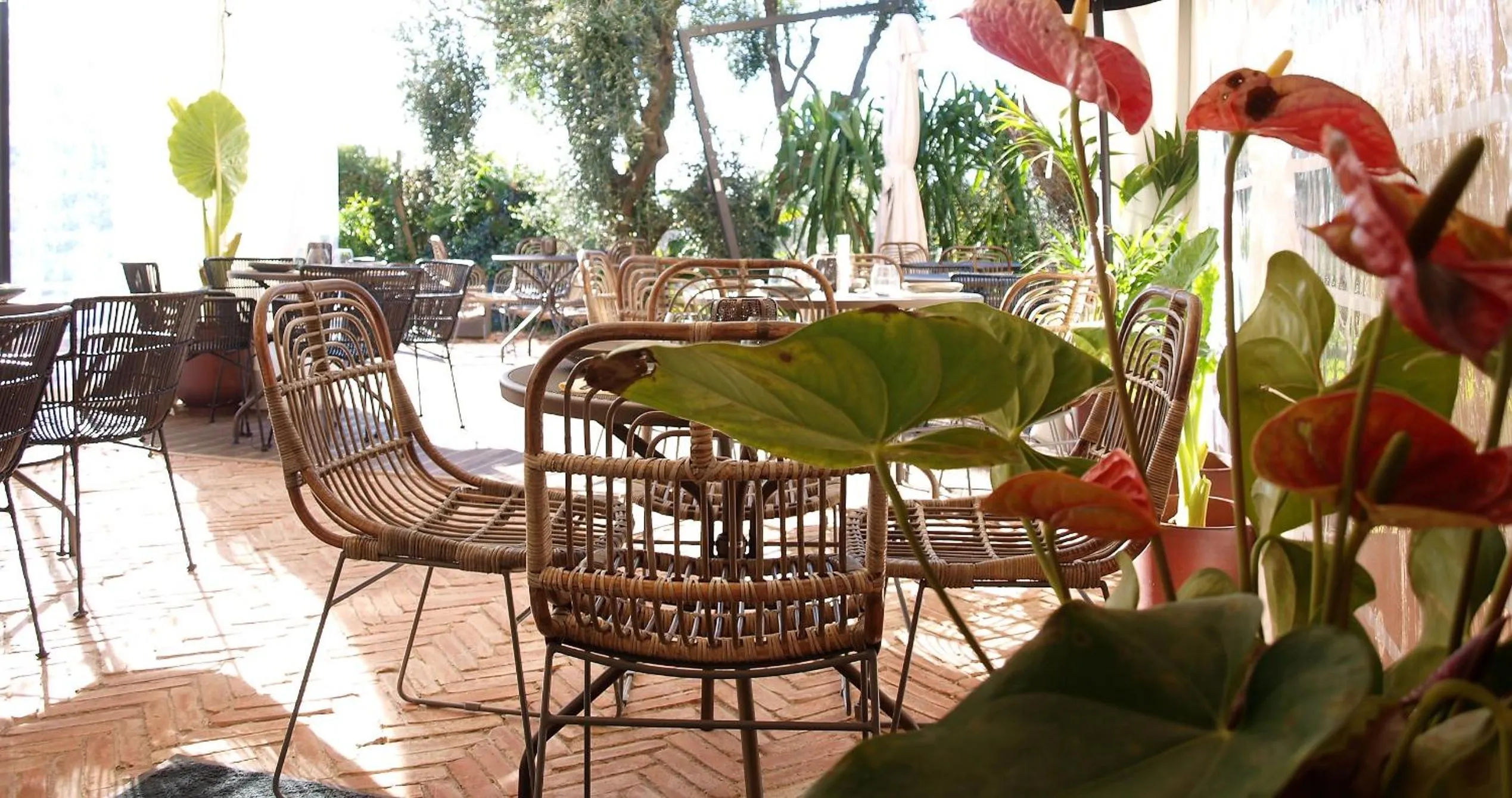 Garden in Avocado Hôtel Restaurant