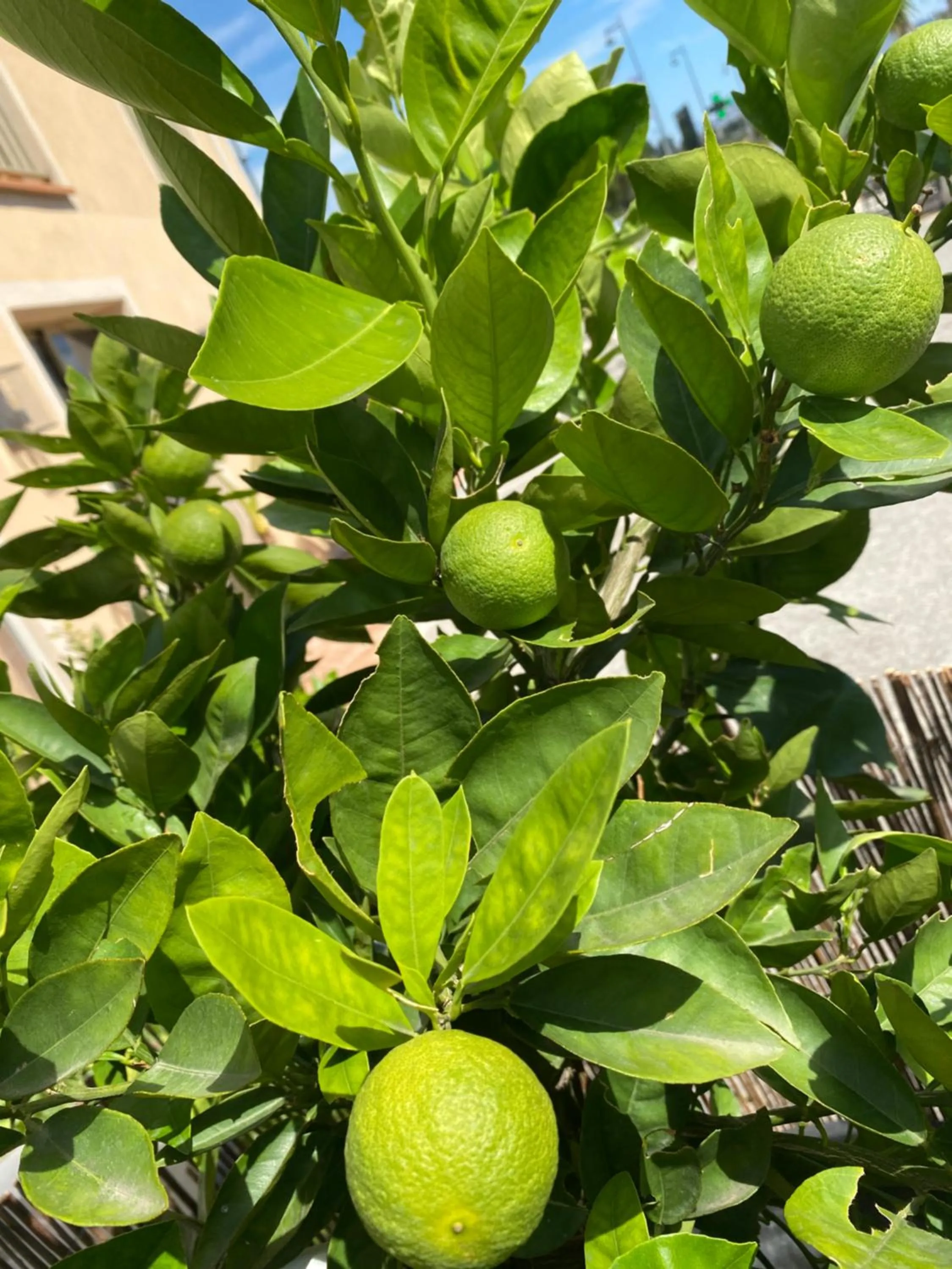 Garden view in Avocado Hôtel Restaurant