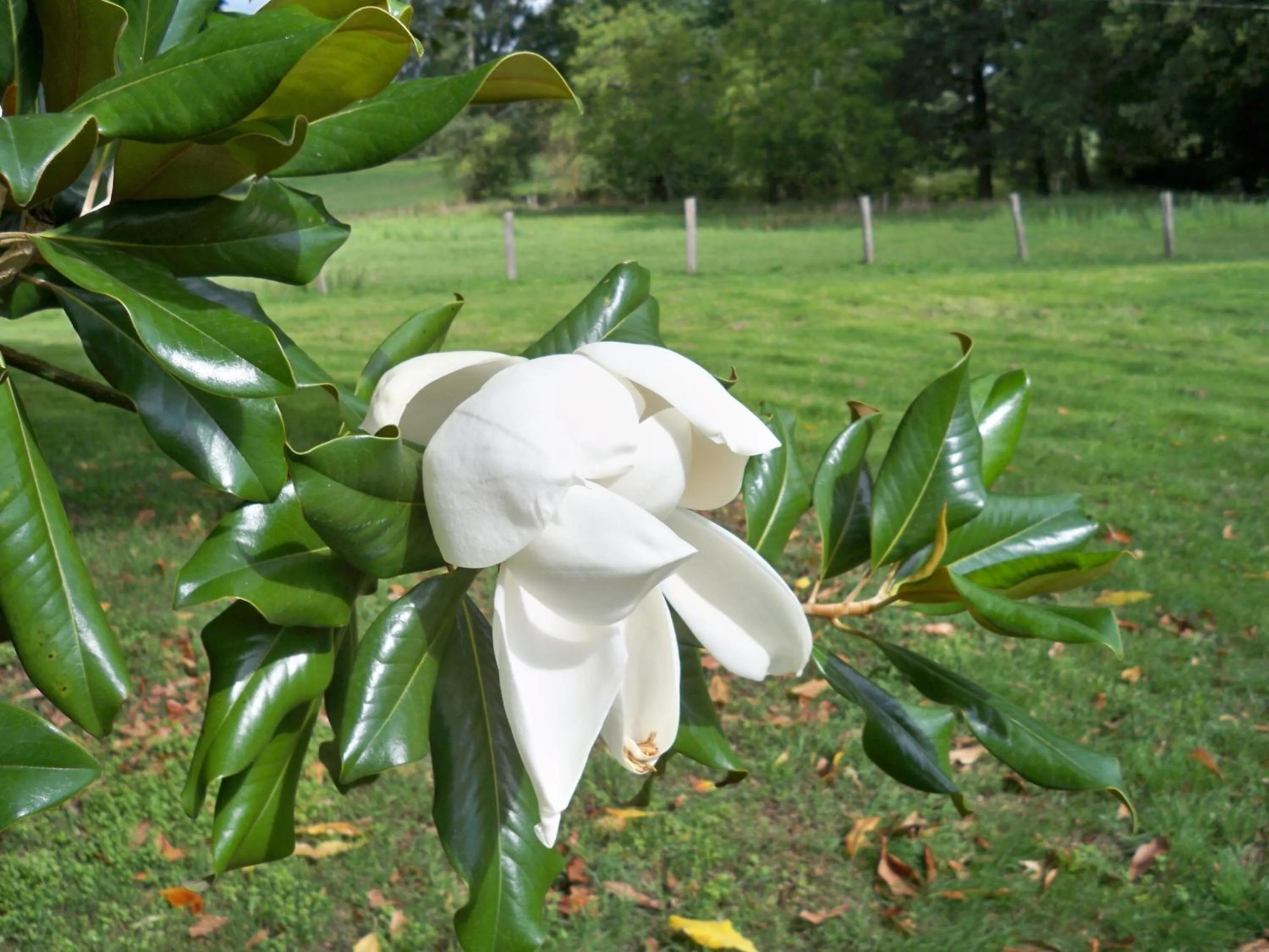 Garden in Chateau Vary