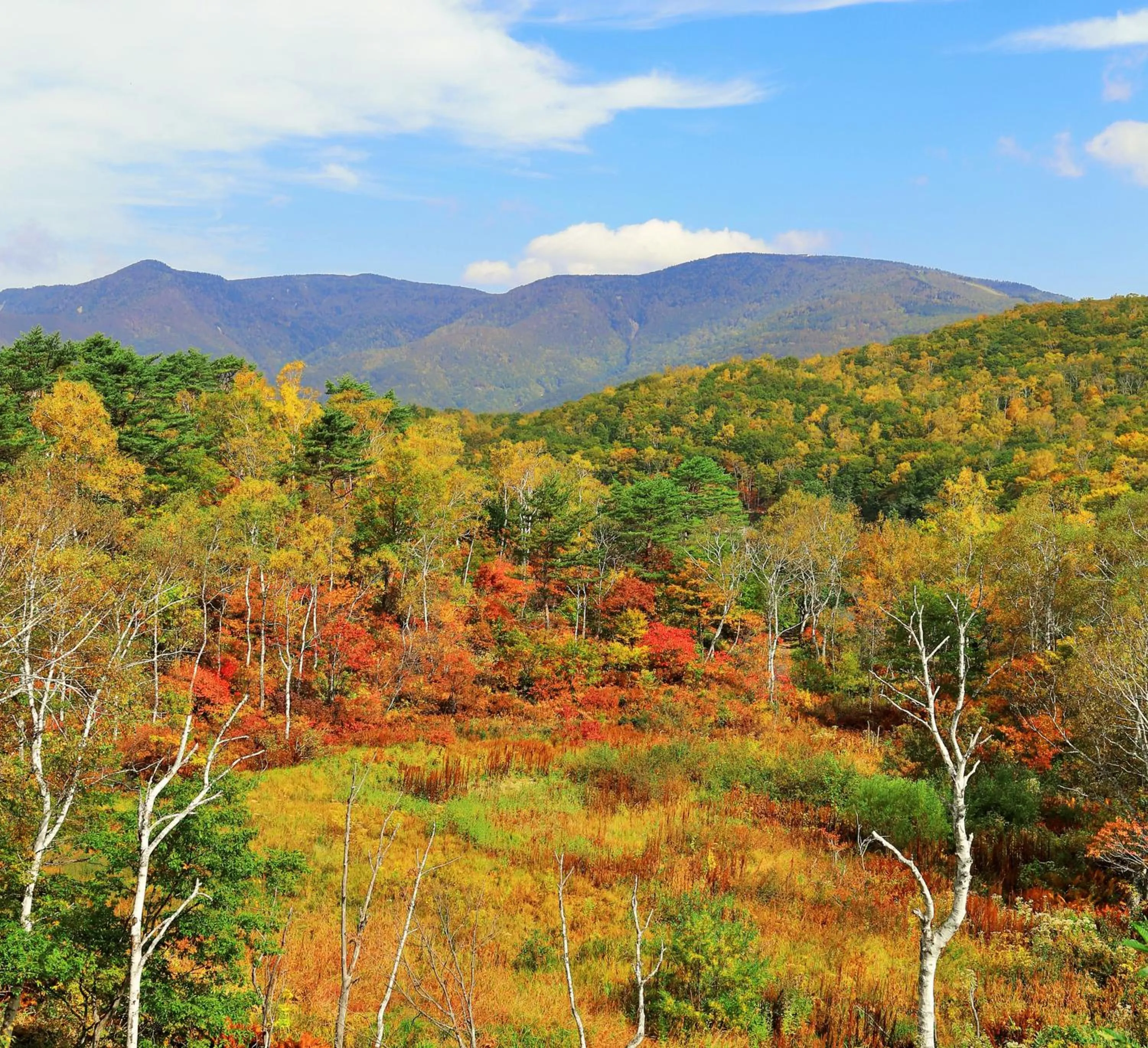 Natural landscape in Okushiga Kogen Hotel