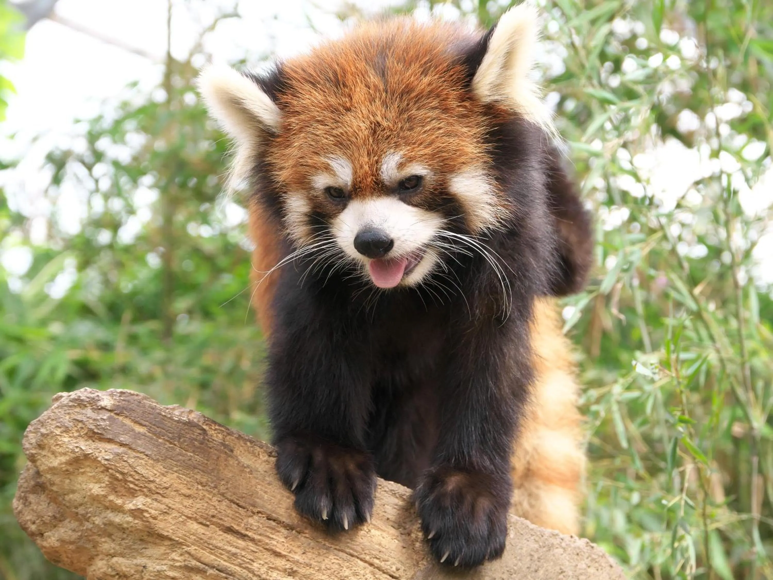 Nearby landmark in KOKO HOTEL Kobe Shinnagata - formerly Hotel Wing International Kobe - Shinnagata Ekimae