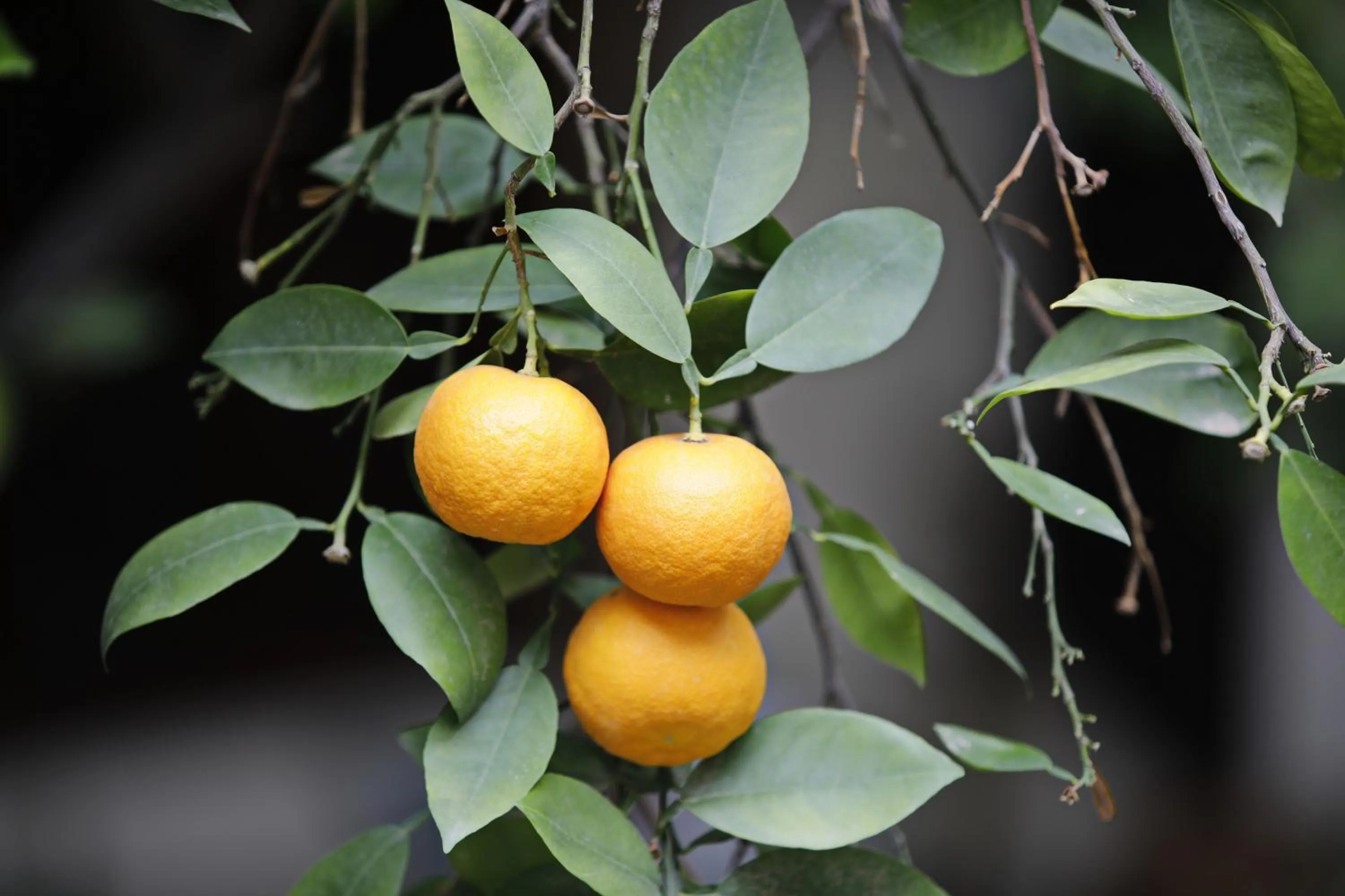 Food in Riad Daria Suites & Spa