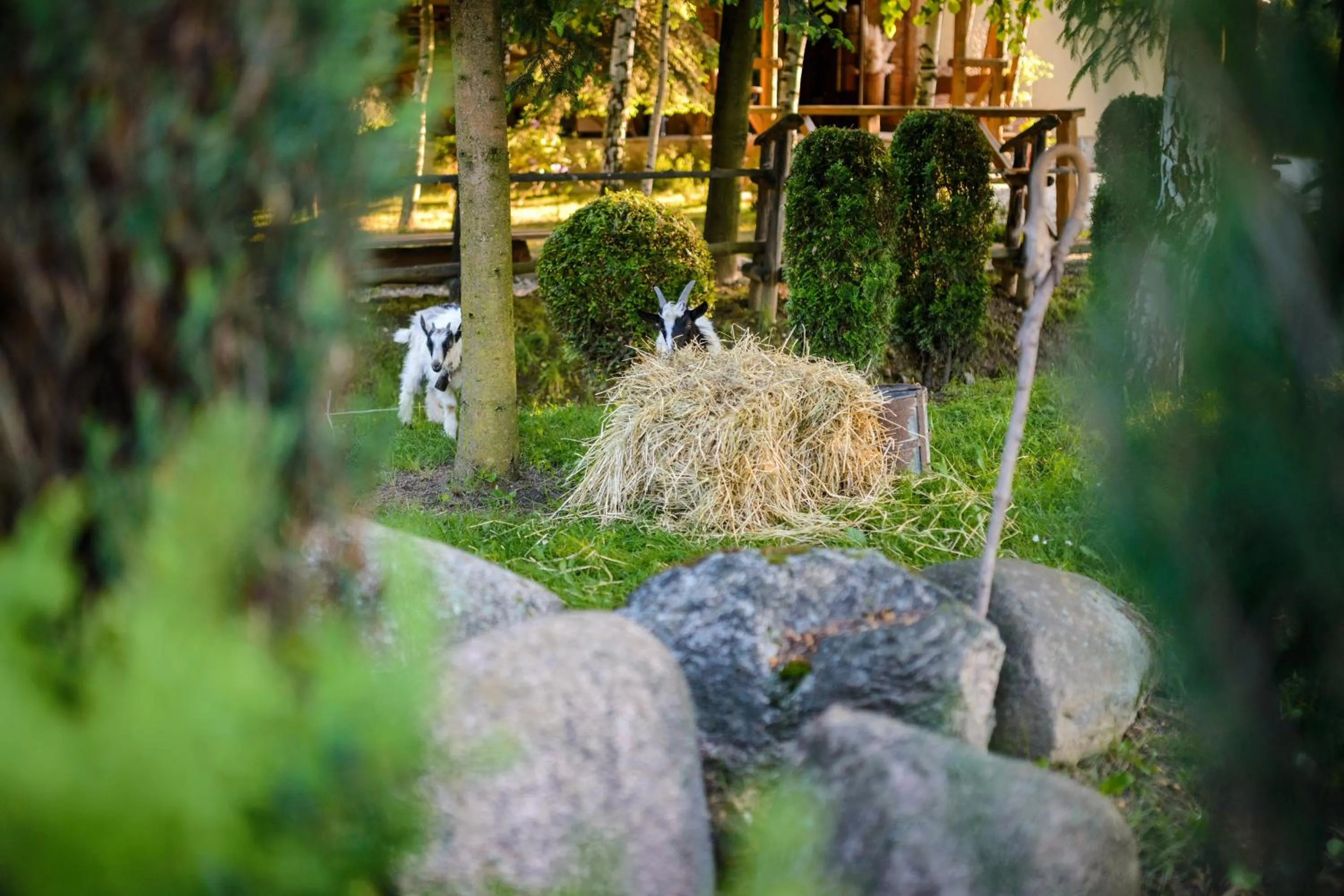 Pets in Jaś Wędrowniczek