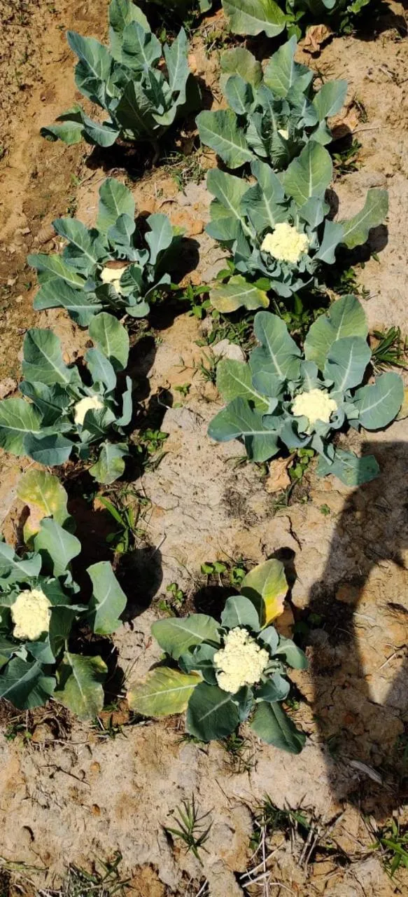 Garden in Vayal Veedu